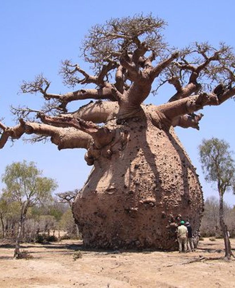 This fat baobab tree. r/Damnthatsinteresting
