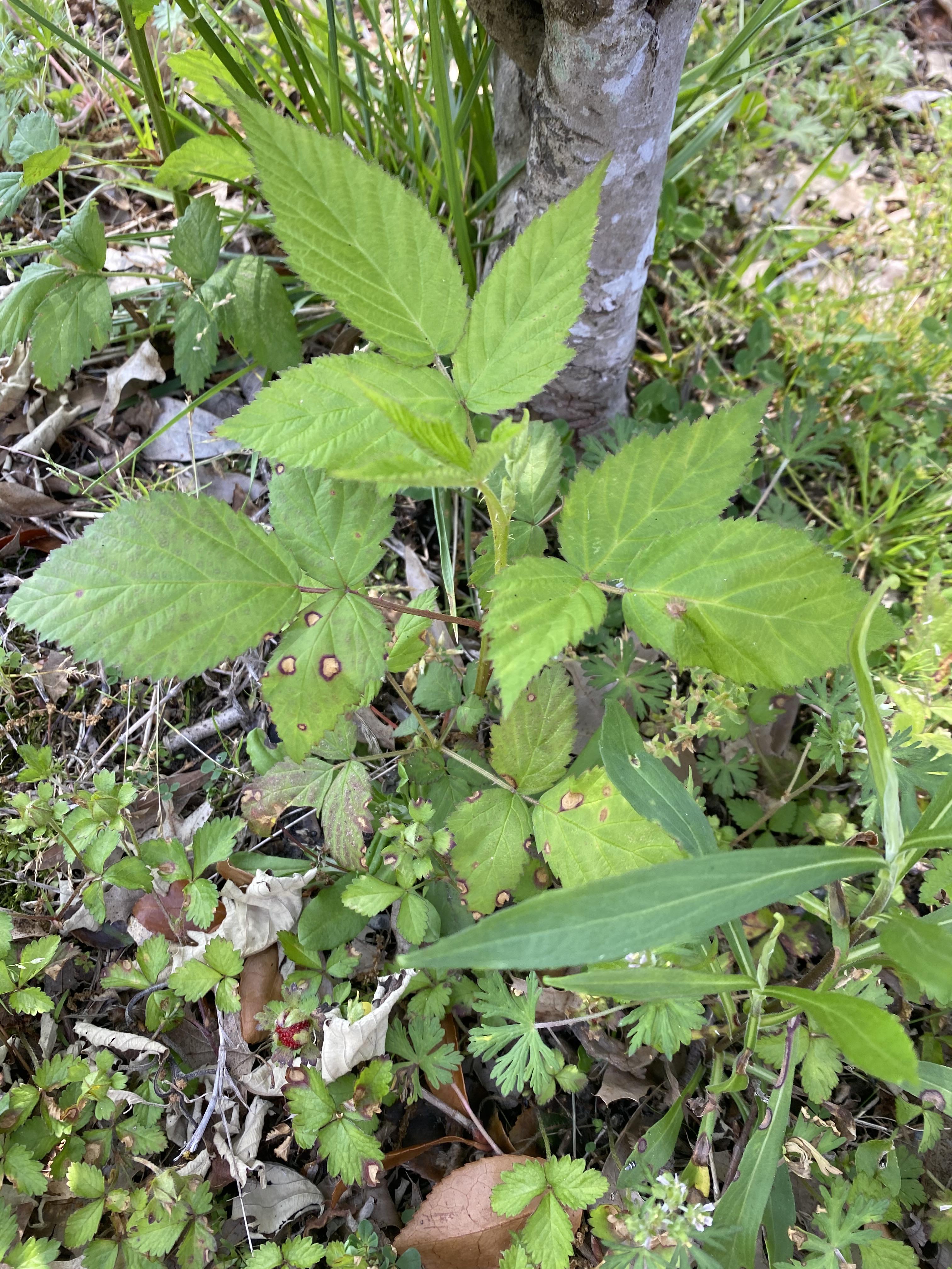 What is this? There are thorns up and down the stem. We live in coastal