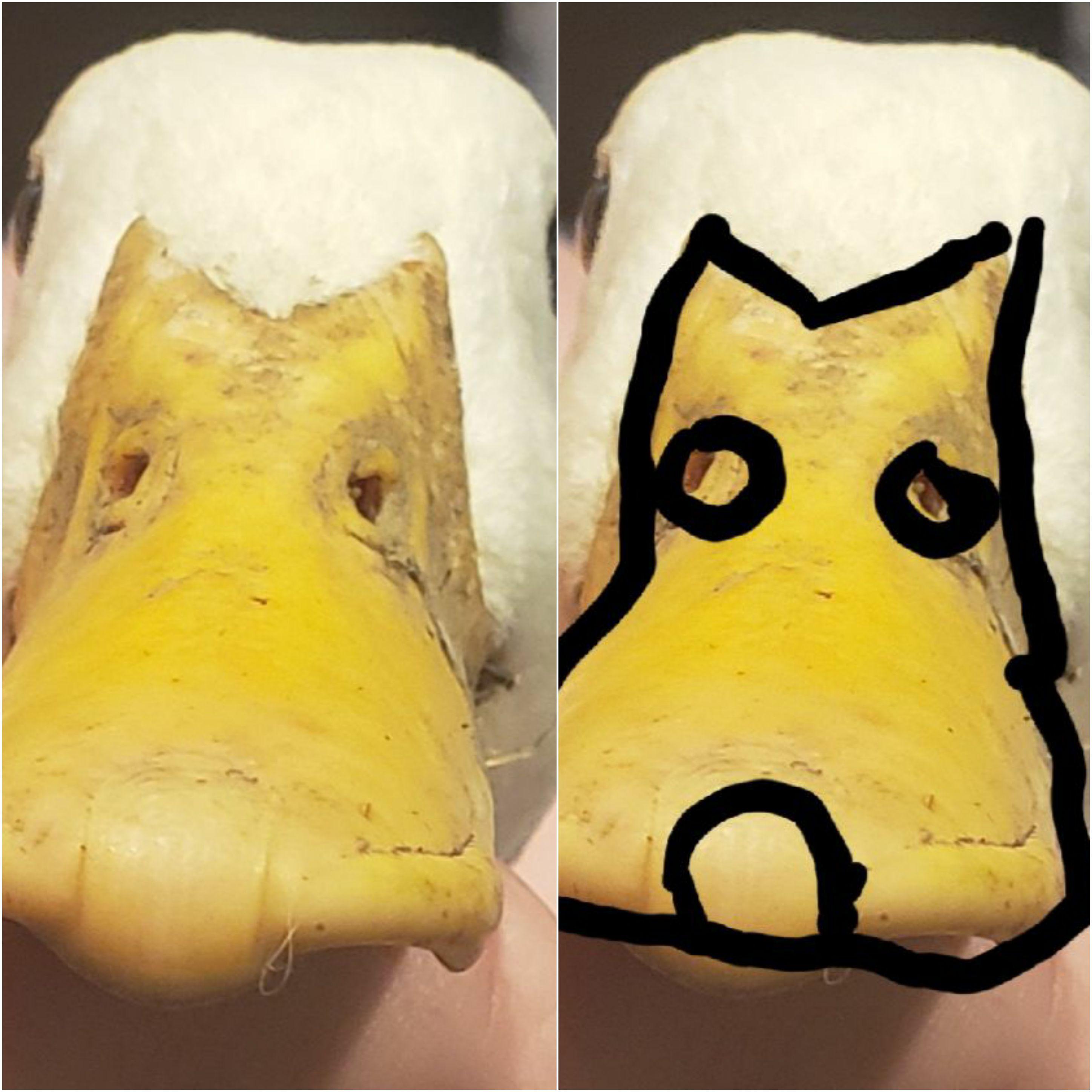 Ducks wear dog masks. r/oddlysatisfying
