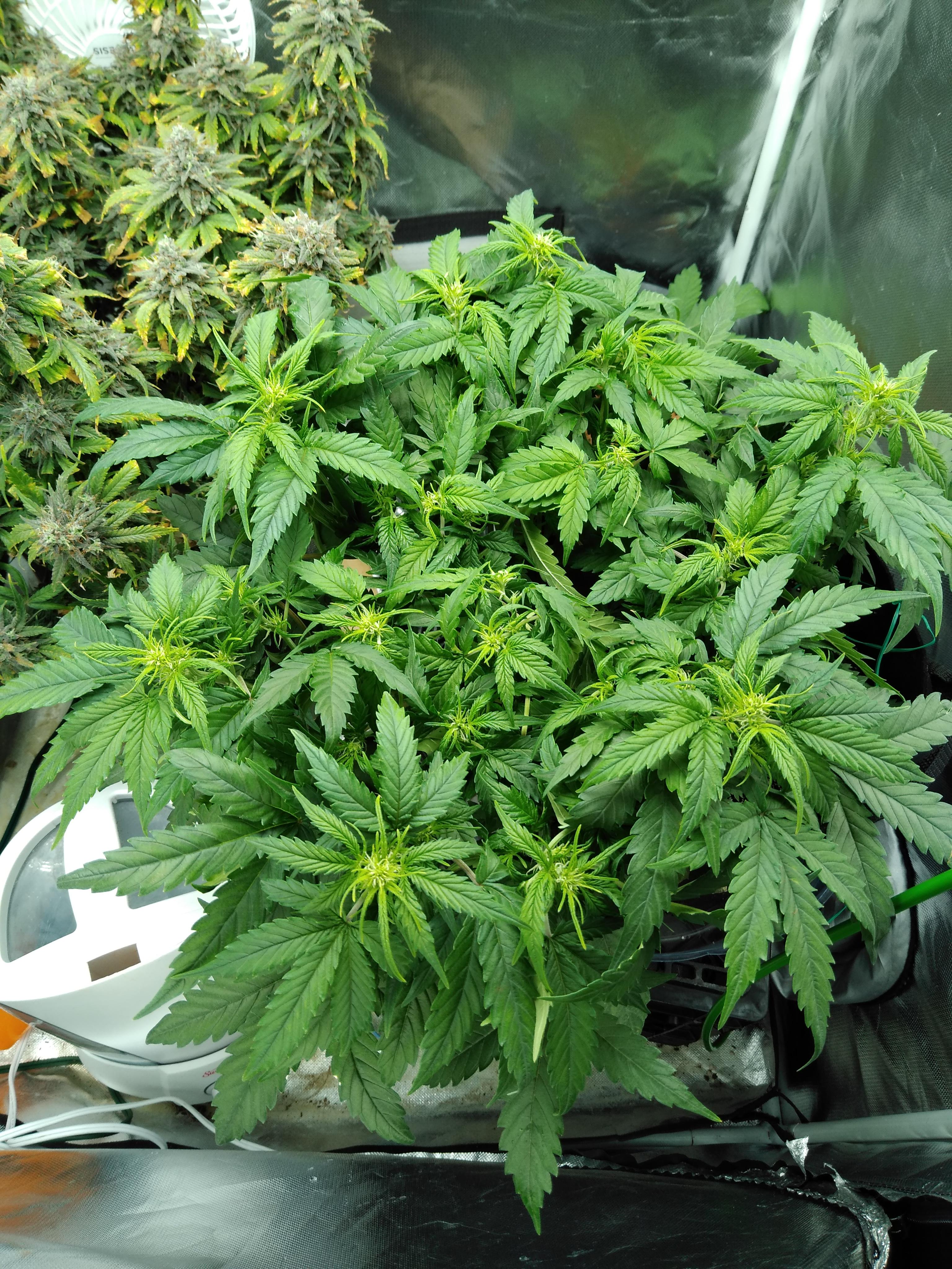 3rd grow day 33, I hope I'm finally getting it without every issues you