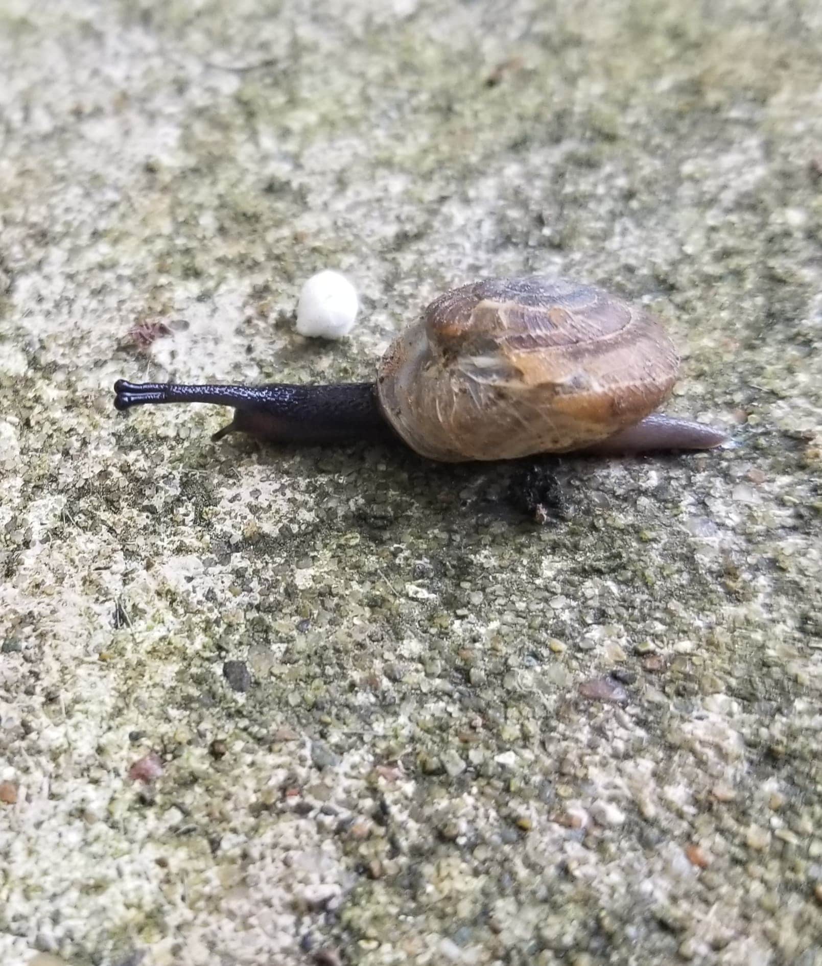 A snail I found with a bonded eye stalk and damaged shell. r/snails