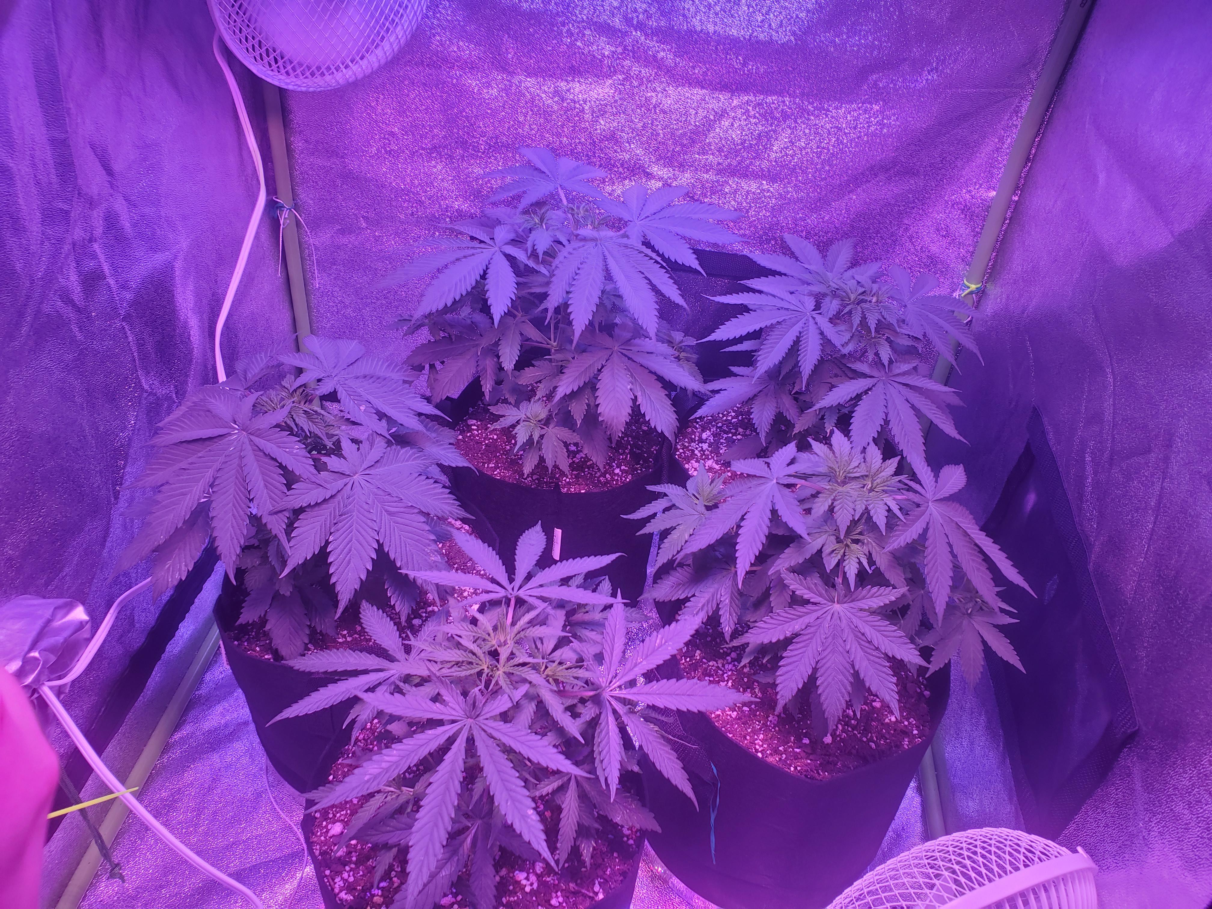 35 days old4 x Blue Dream & 1 x Northern Lights. r/HerbGrow