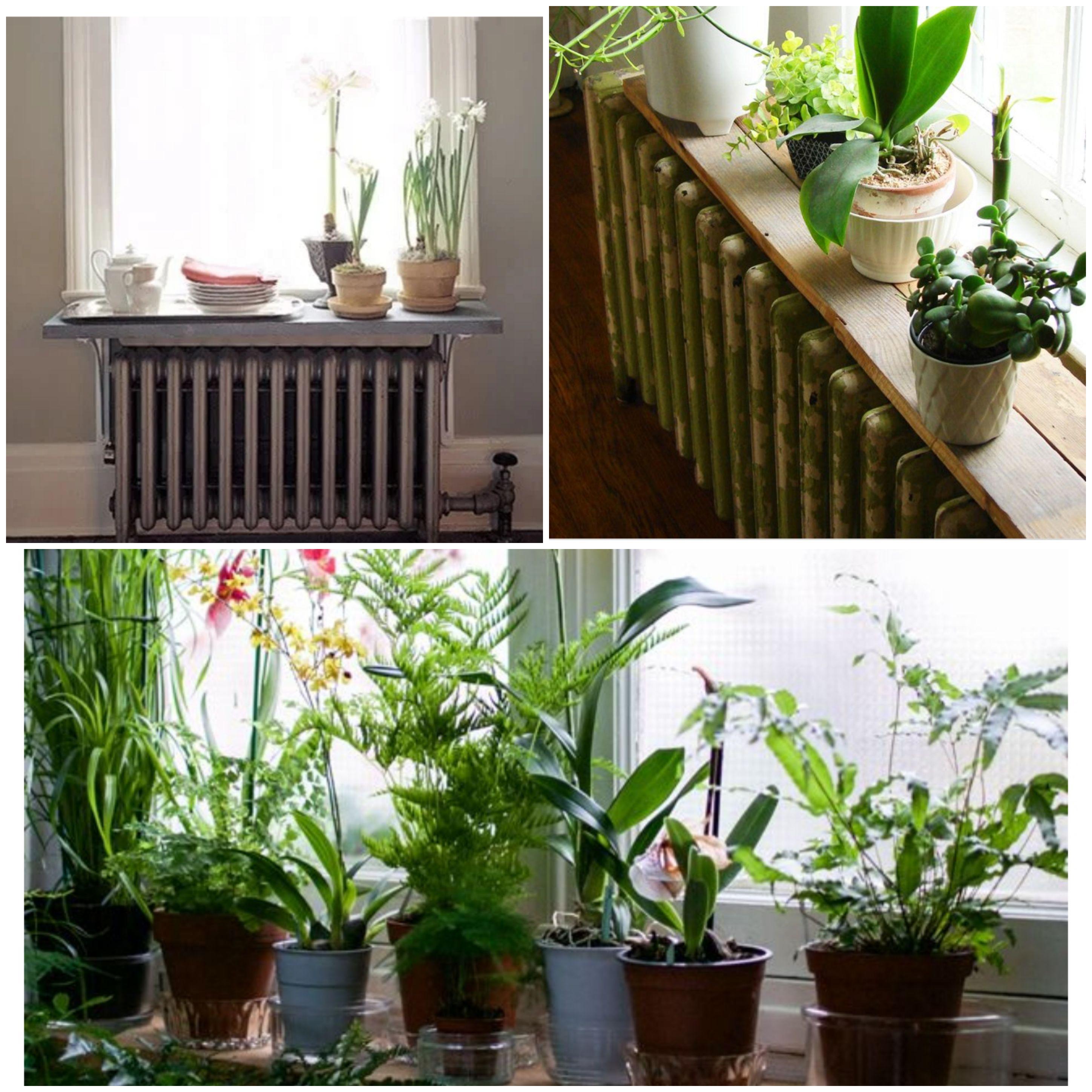 Plants Above Radiators???? So....here's some images from google.I live