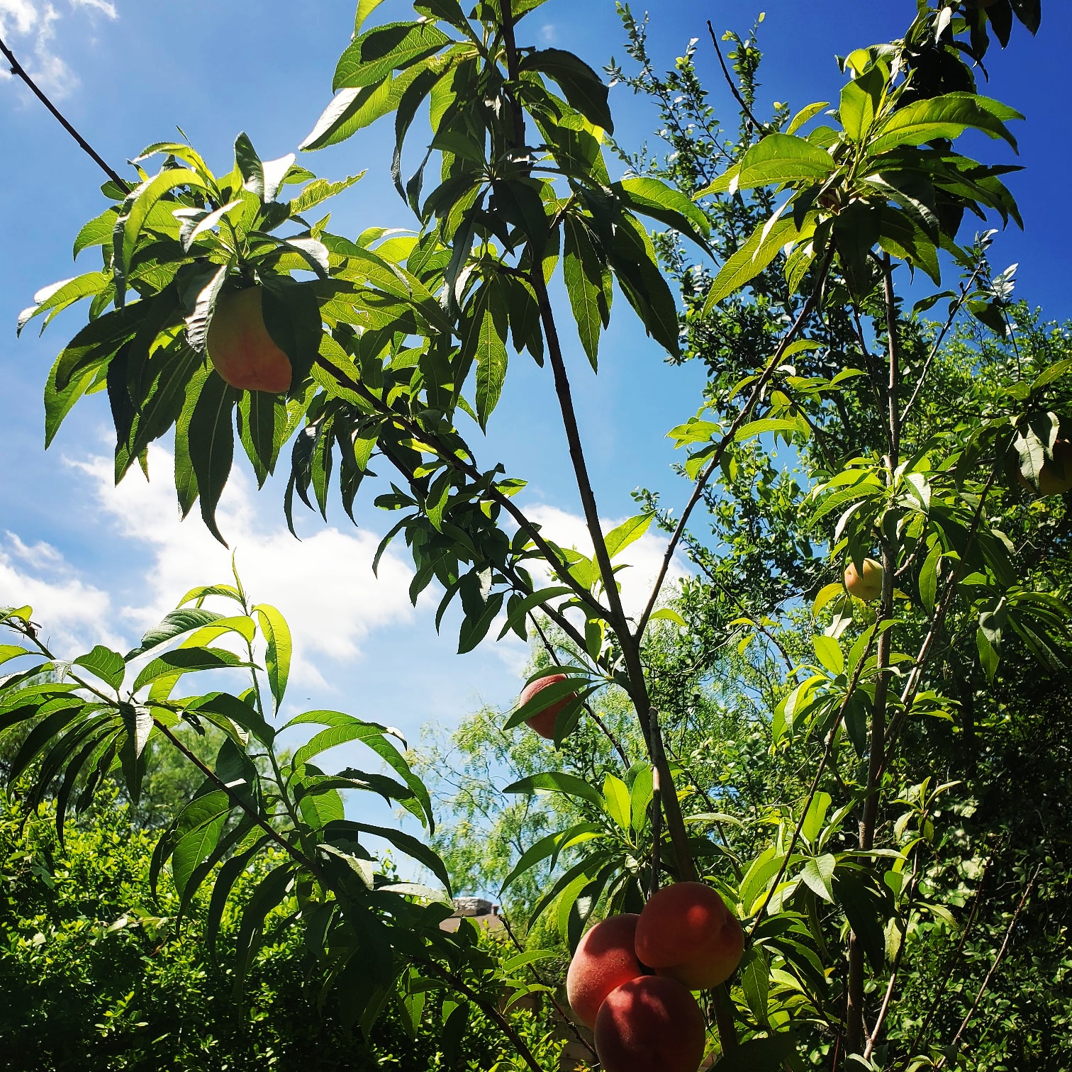 Peaches in April for some reason here in Austin. r/gardening
