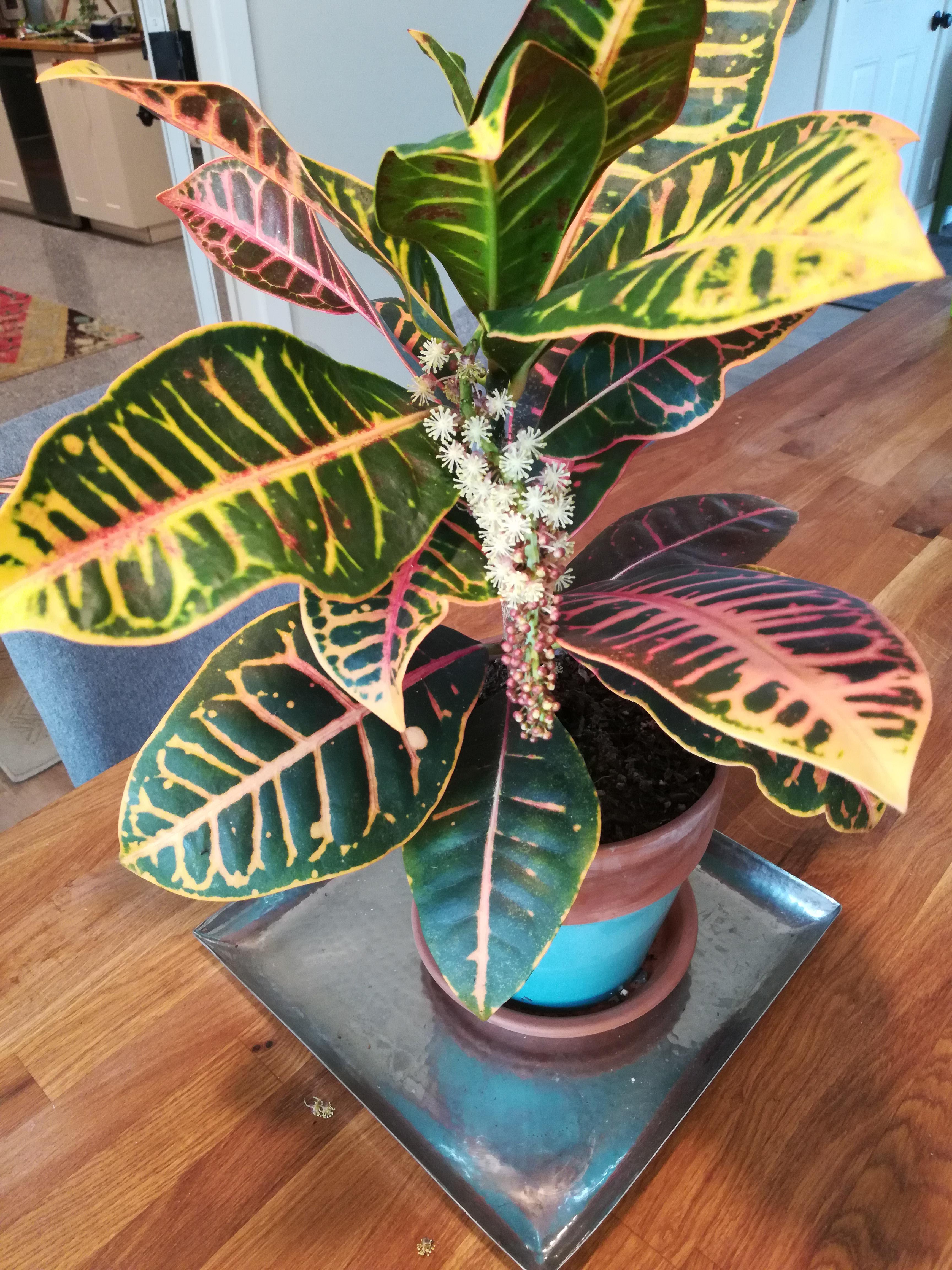 Croton in bloom!