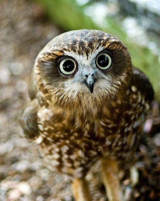 Southern Boobook owl. It is the smallest and most common owl in