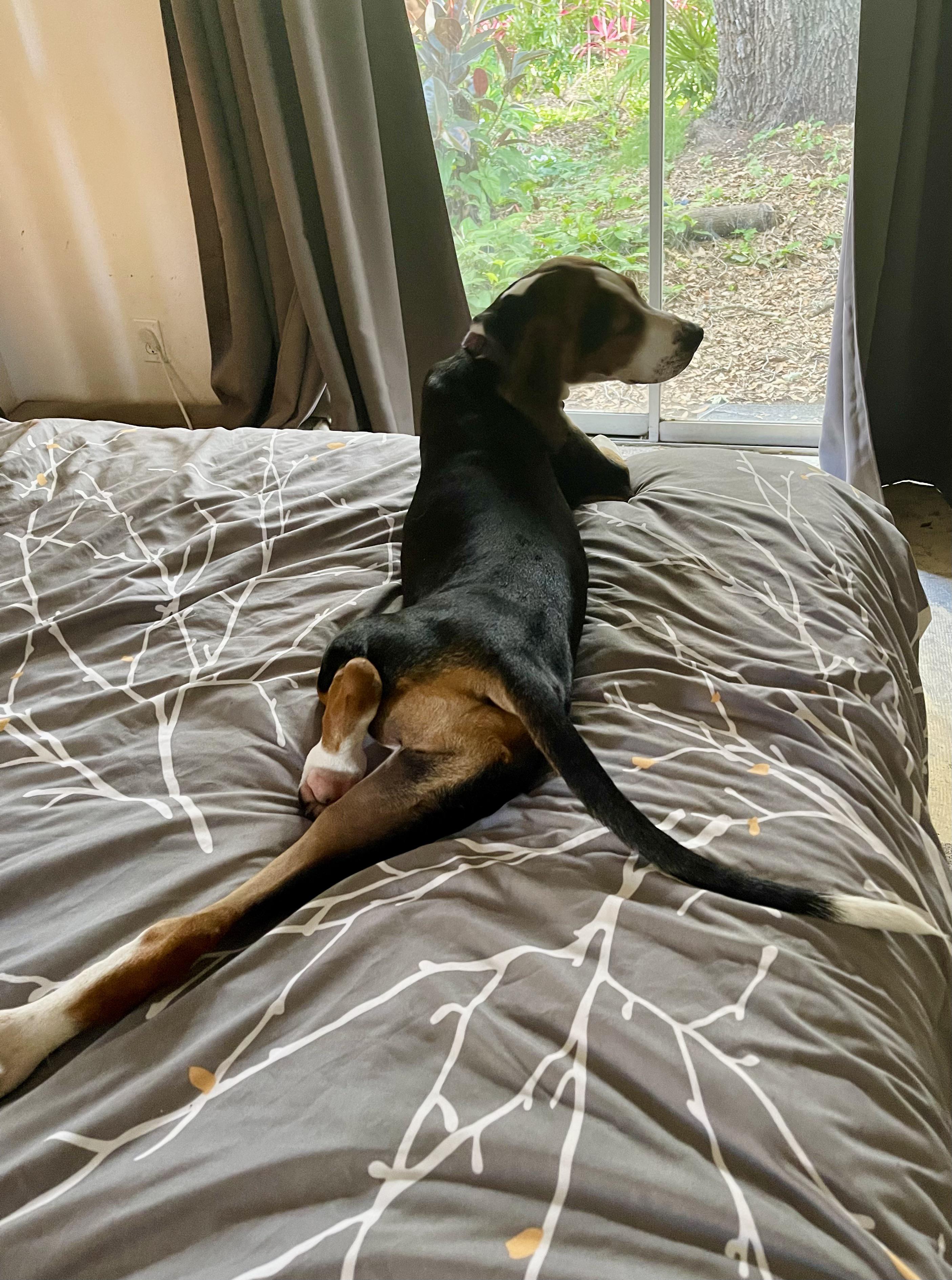 Emma’s Tinder Pic : coonhounds