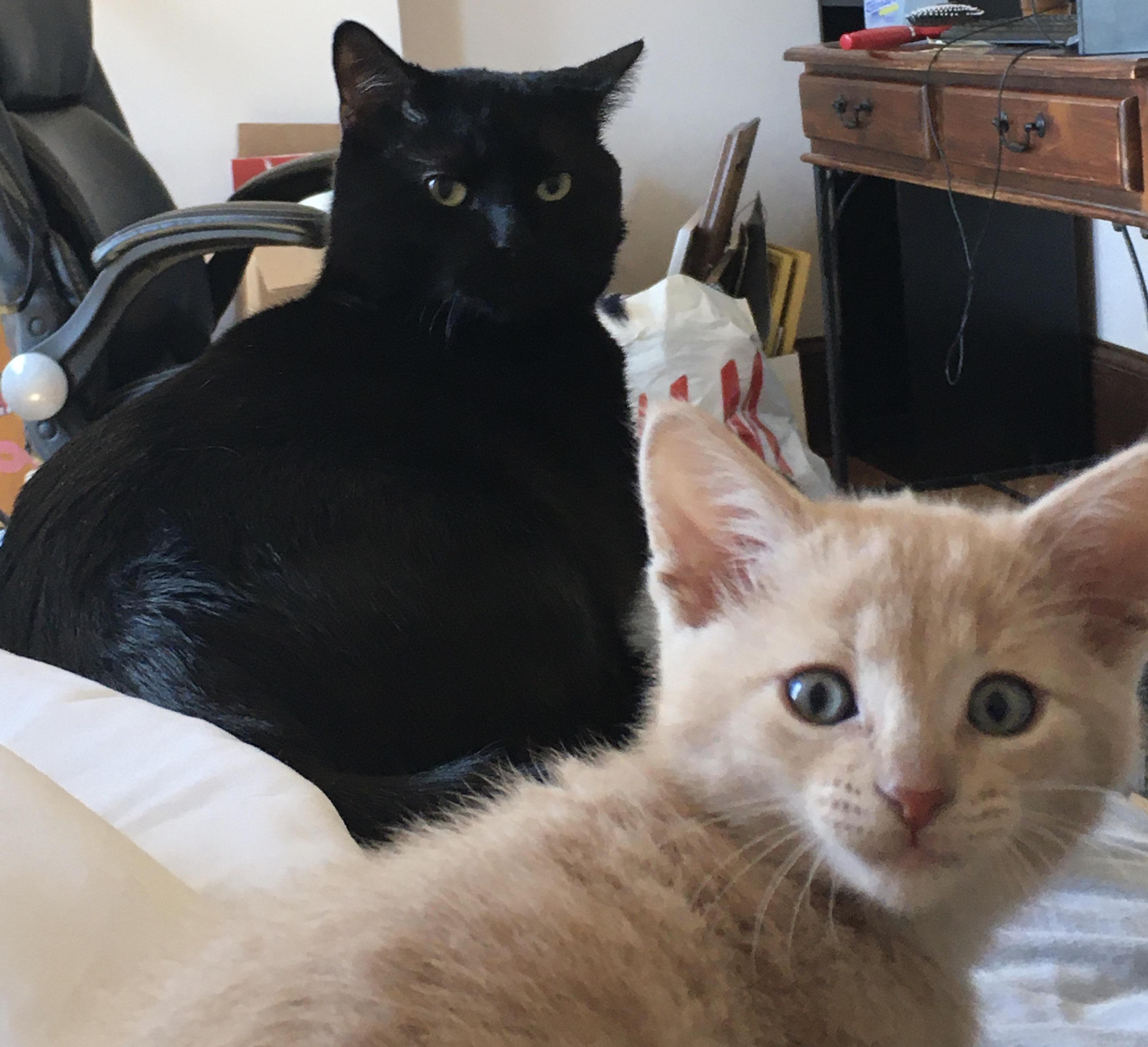 Specter is adjusting well to our new kitten Francis! r/cats