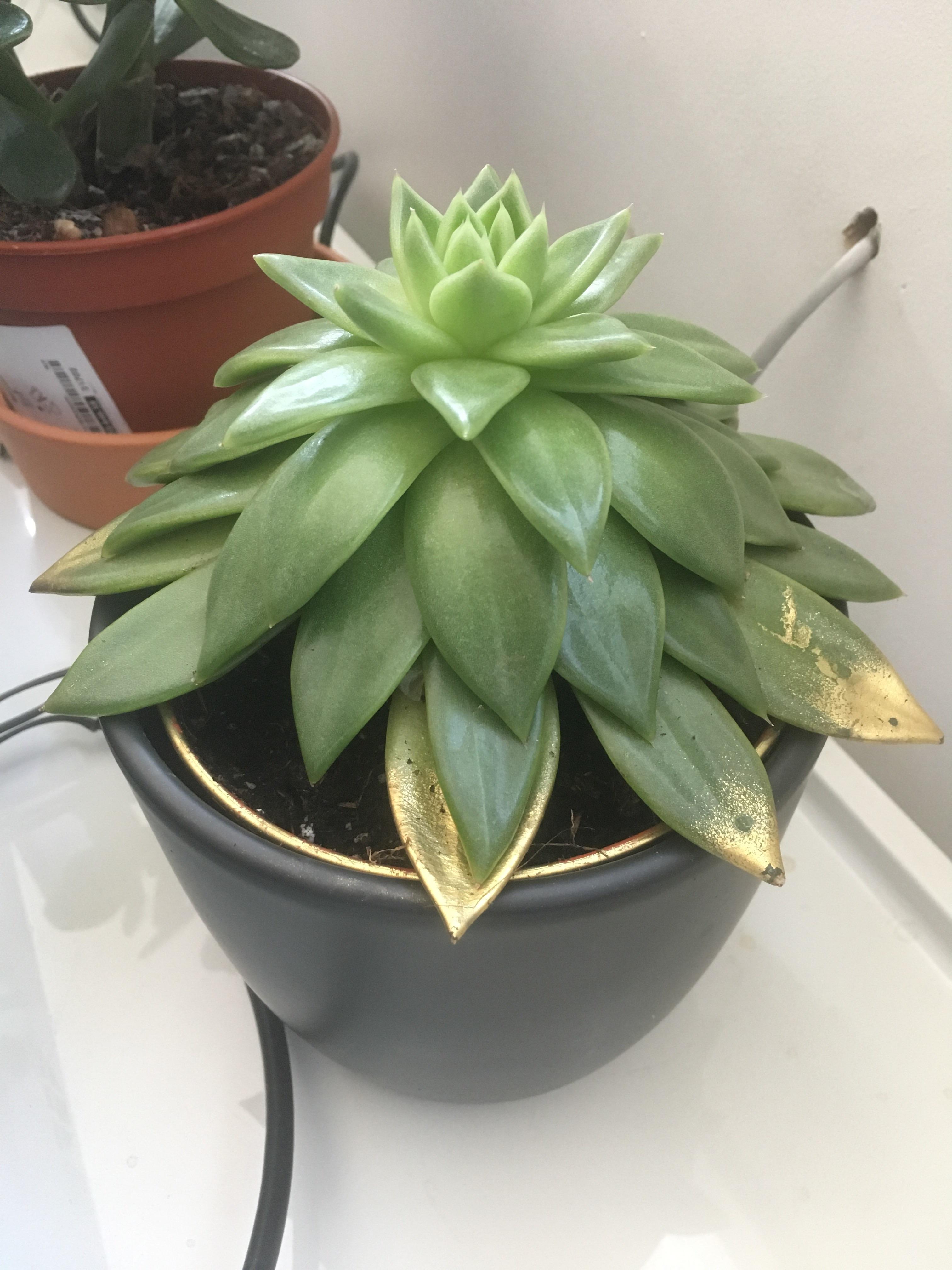 Echeveria (?) leaves pointing down r/succulents