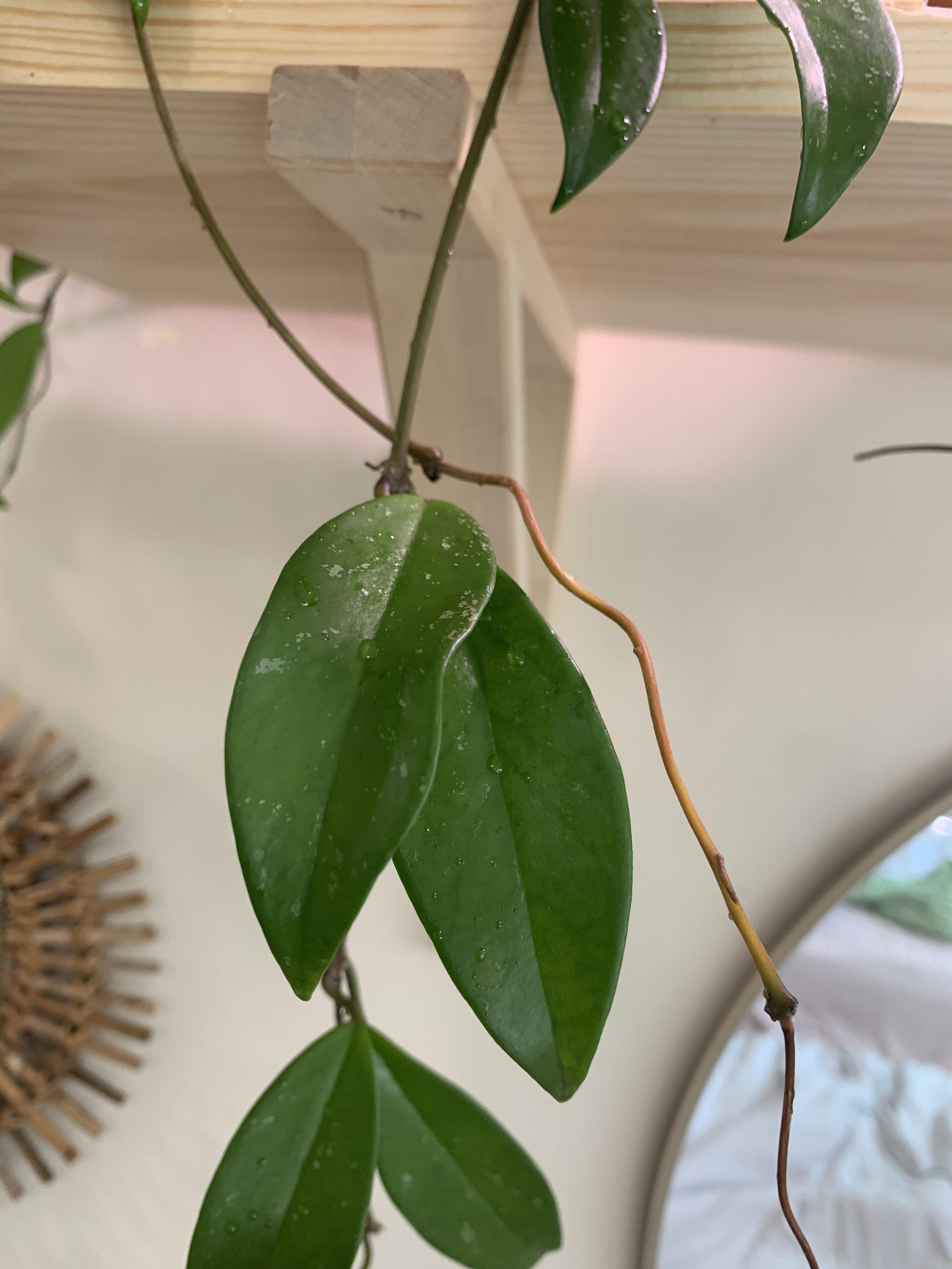 My hoya Publicaylx stem is turning yellow??! Not sure why that is