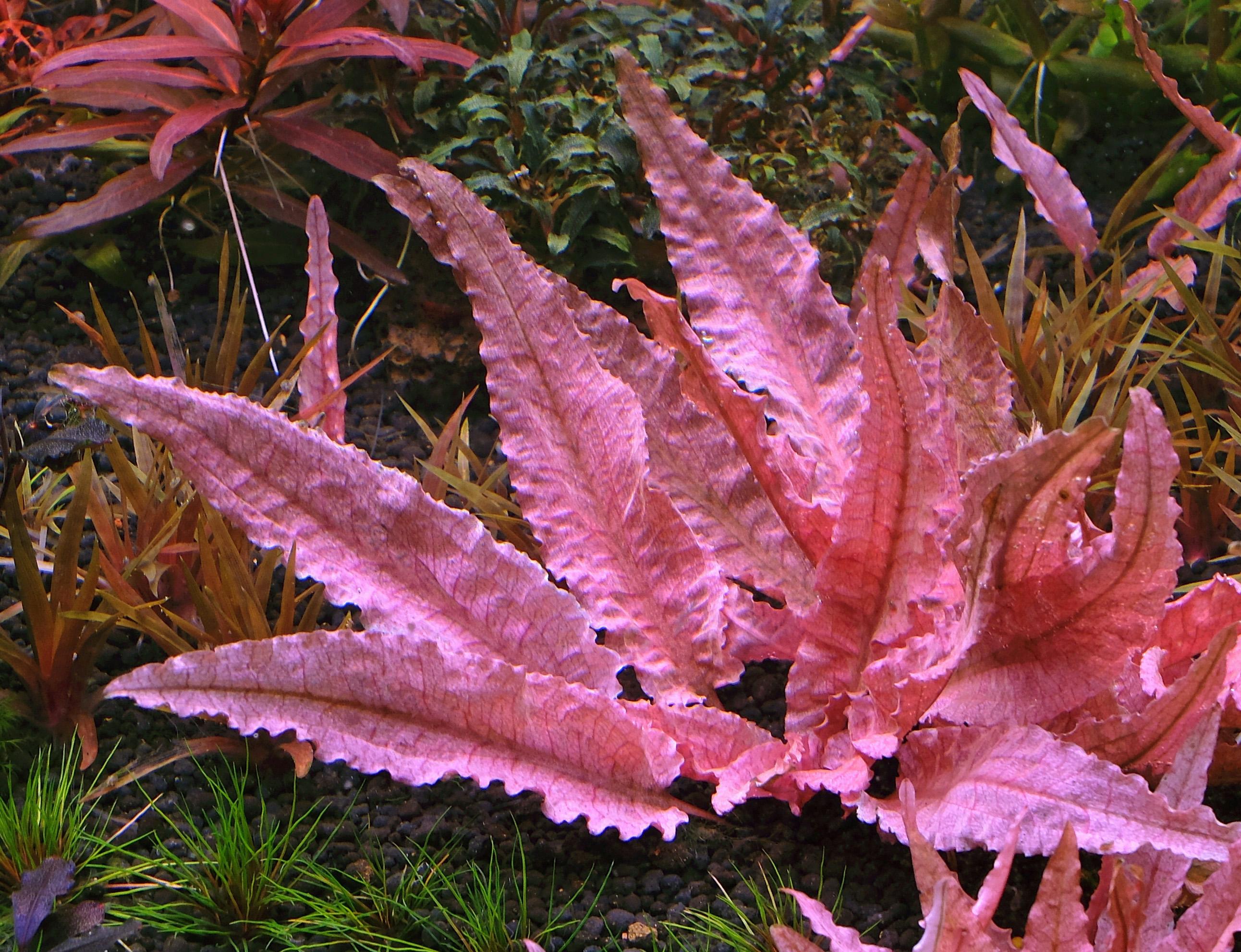 Closeup of leaf patterns on adult size cryptocoryne