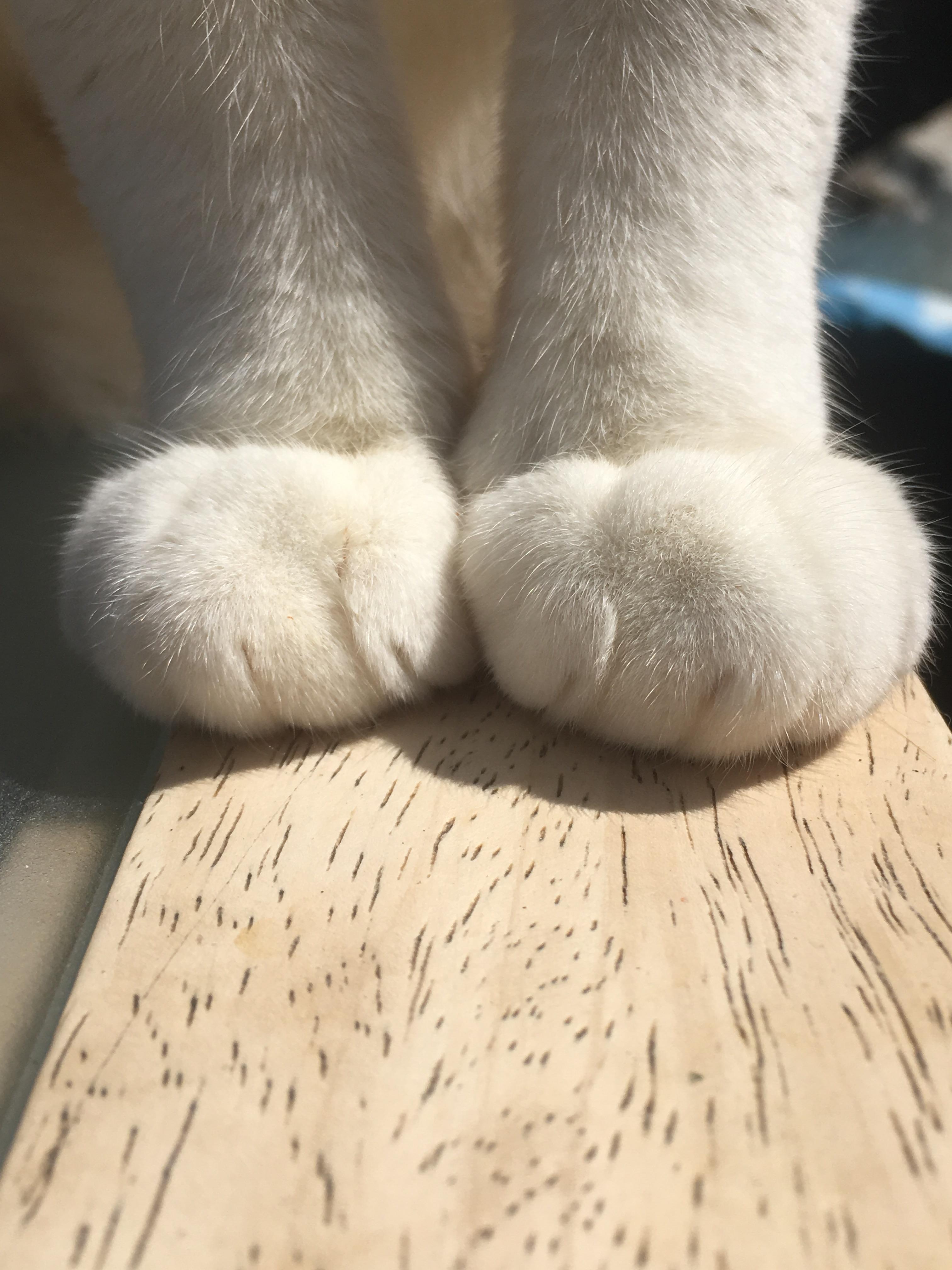 My cats little feets r/aww