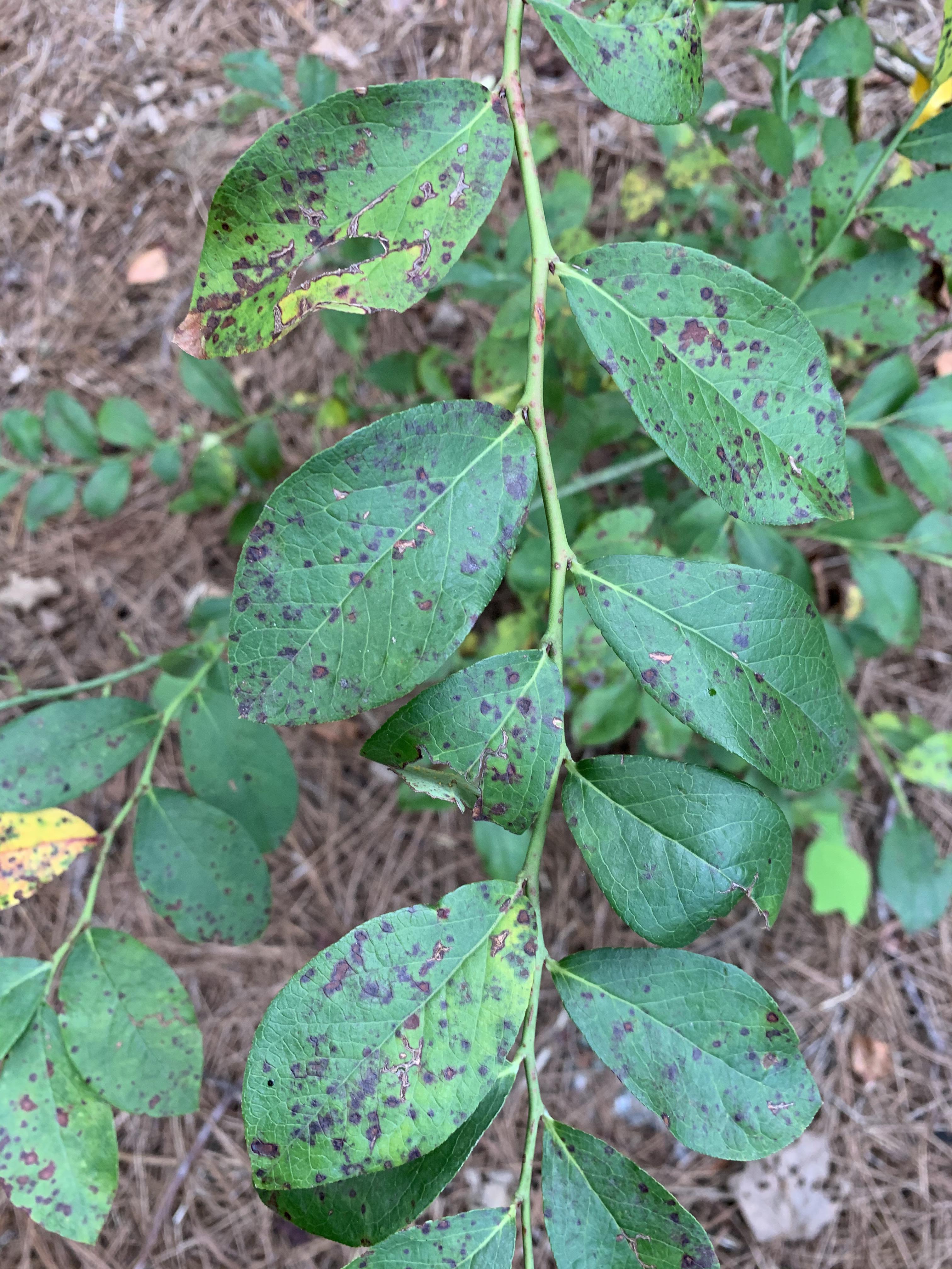 Help my blueberry plants. Leaves turning yellow and covered with black spots. These are climax