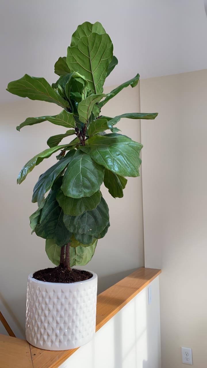 25 Facebook marketplace find 😍 5ft FLF tree r/houseplants
