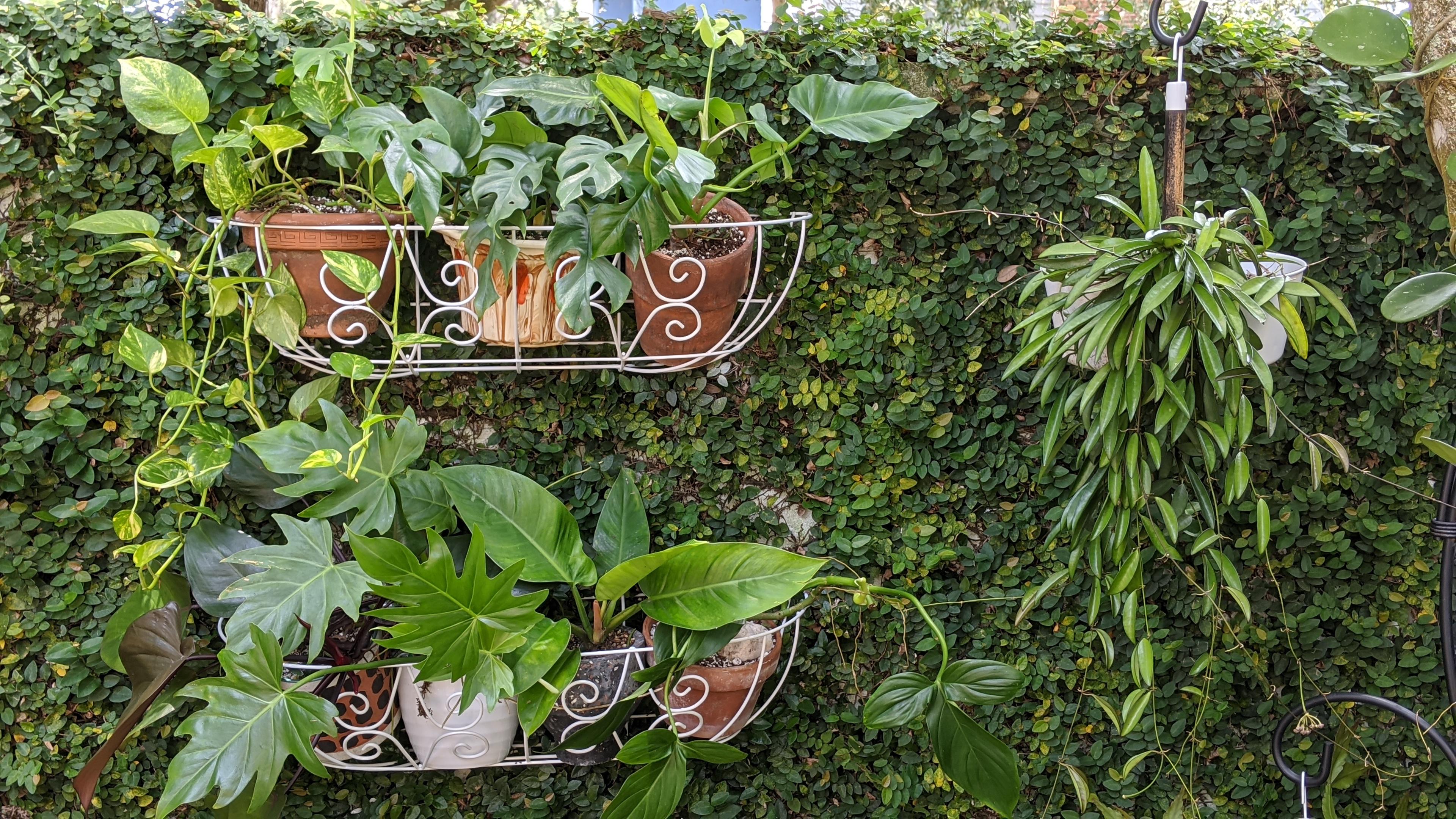 I finally installed these hanging wall planters this wall gets perfect light for philodendron