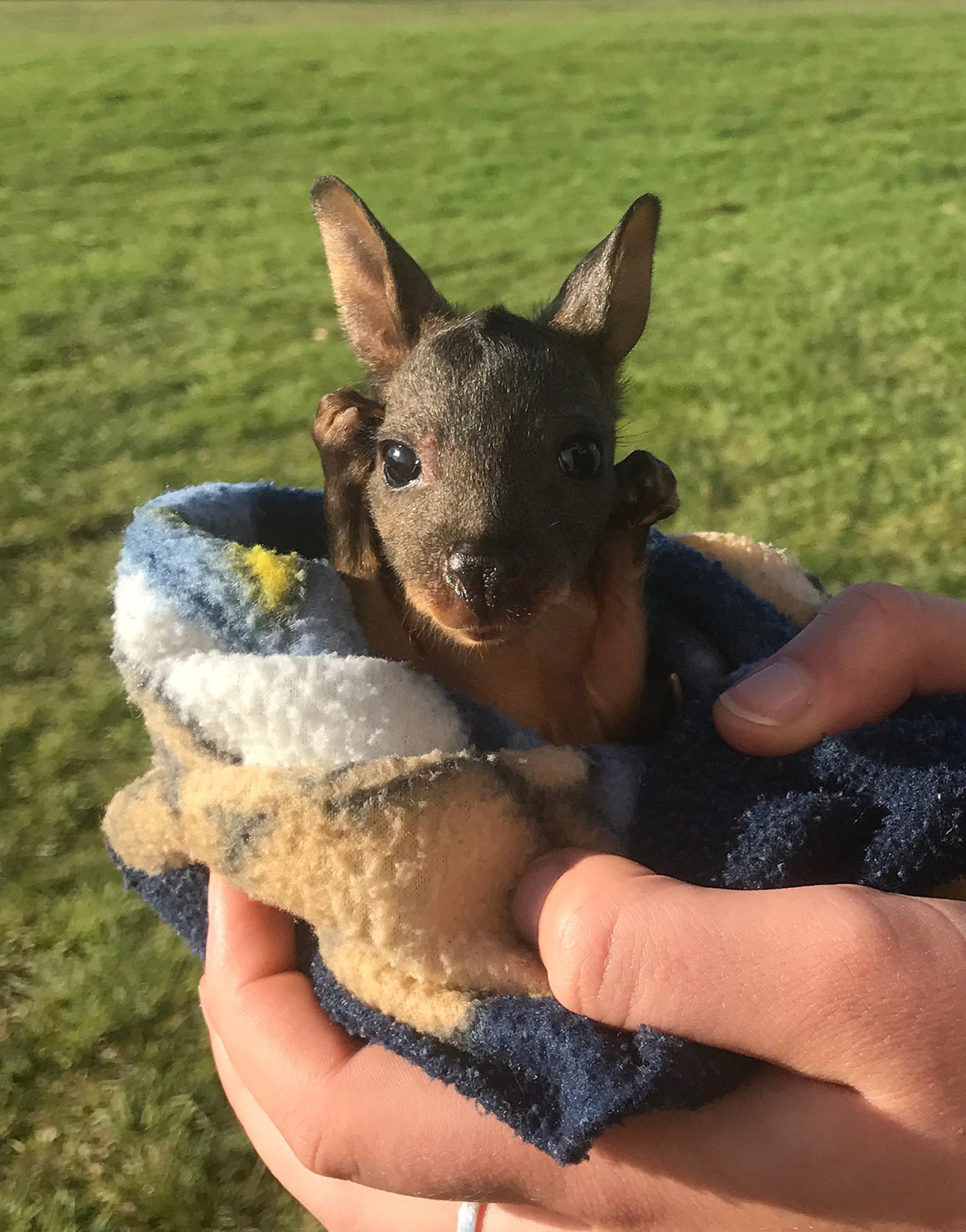 A tiny joey (baby kangaroo) saying hello. r/aww