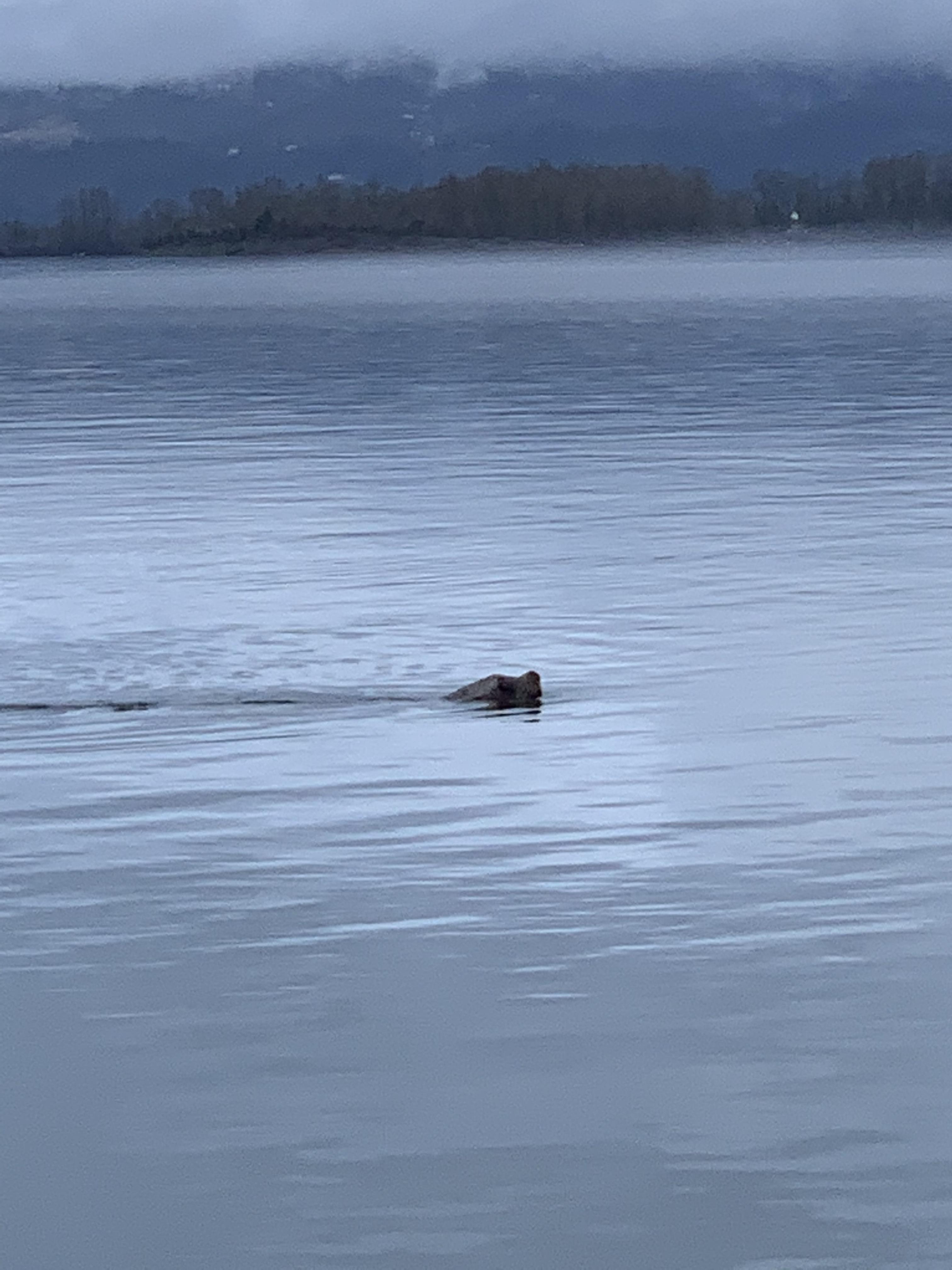 Sea lion near the lighthouse on Sauvie Island r/Portland