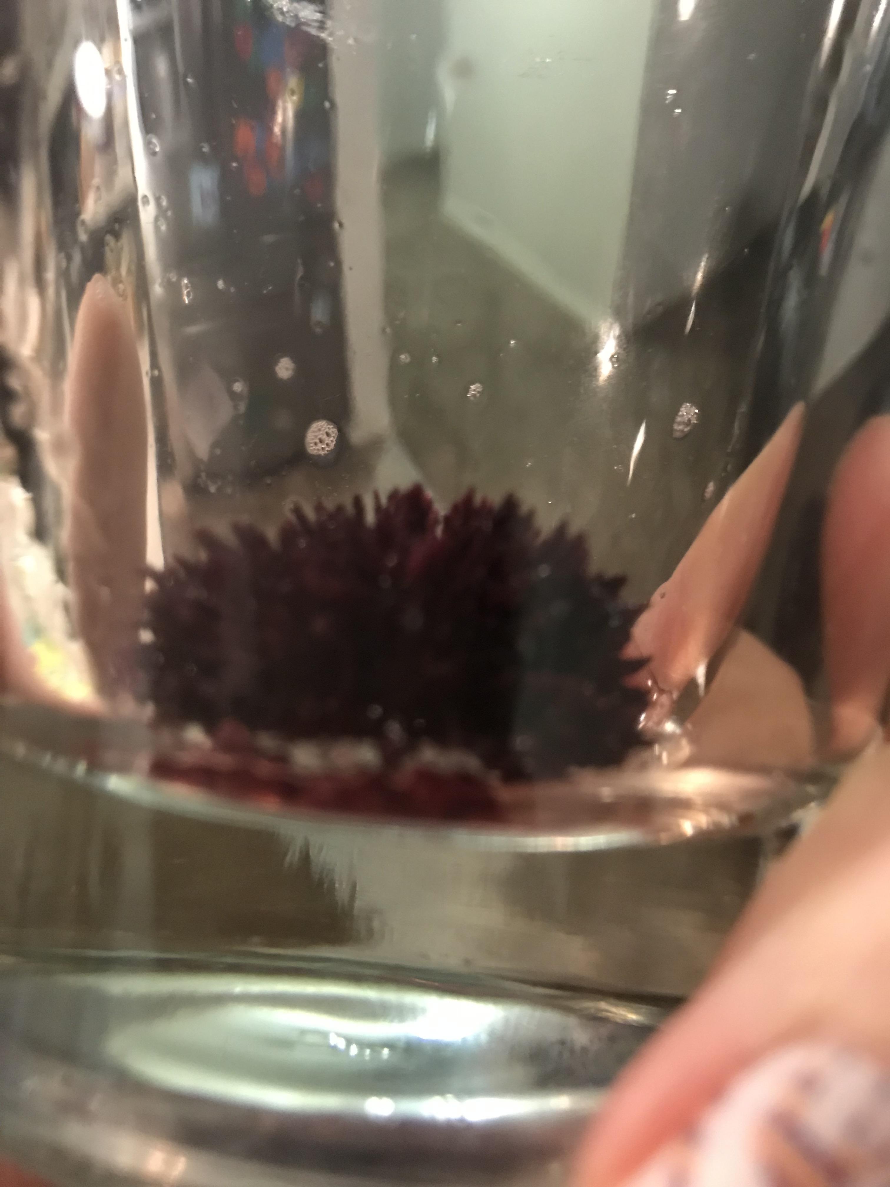 Does your Concord grape juice crystallize? Found in one of my jars