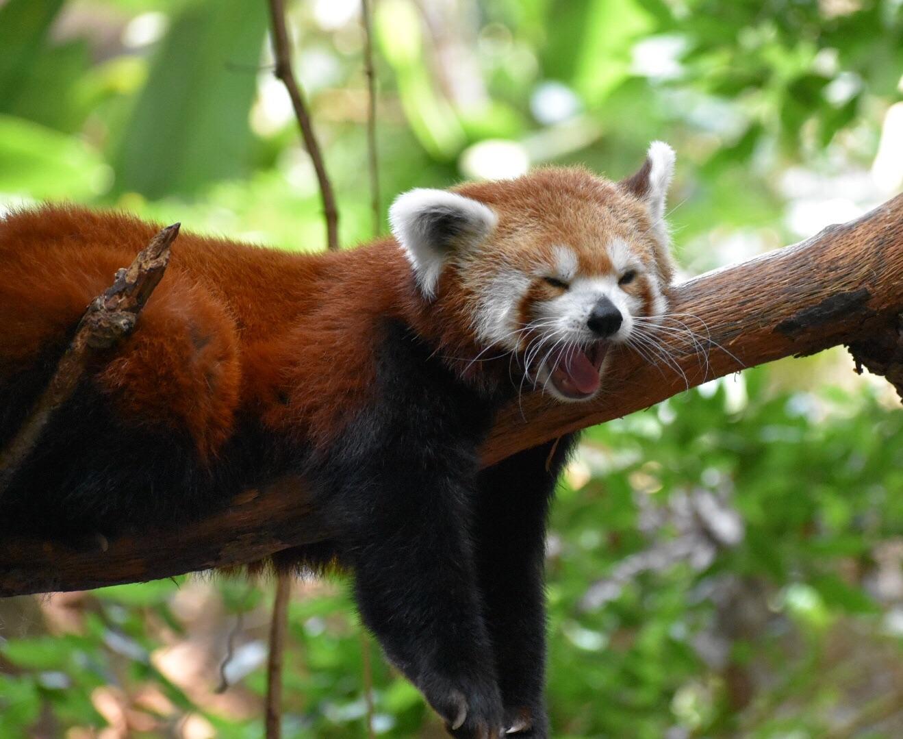 Caught this sleepy panda yawning at the Minnesota Zoo r/redpandas