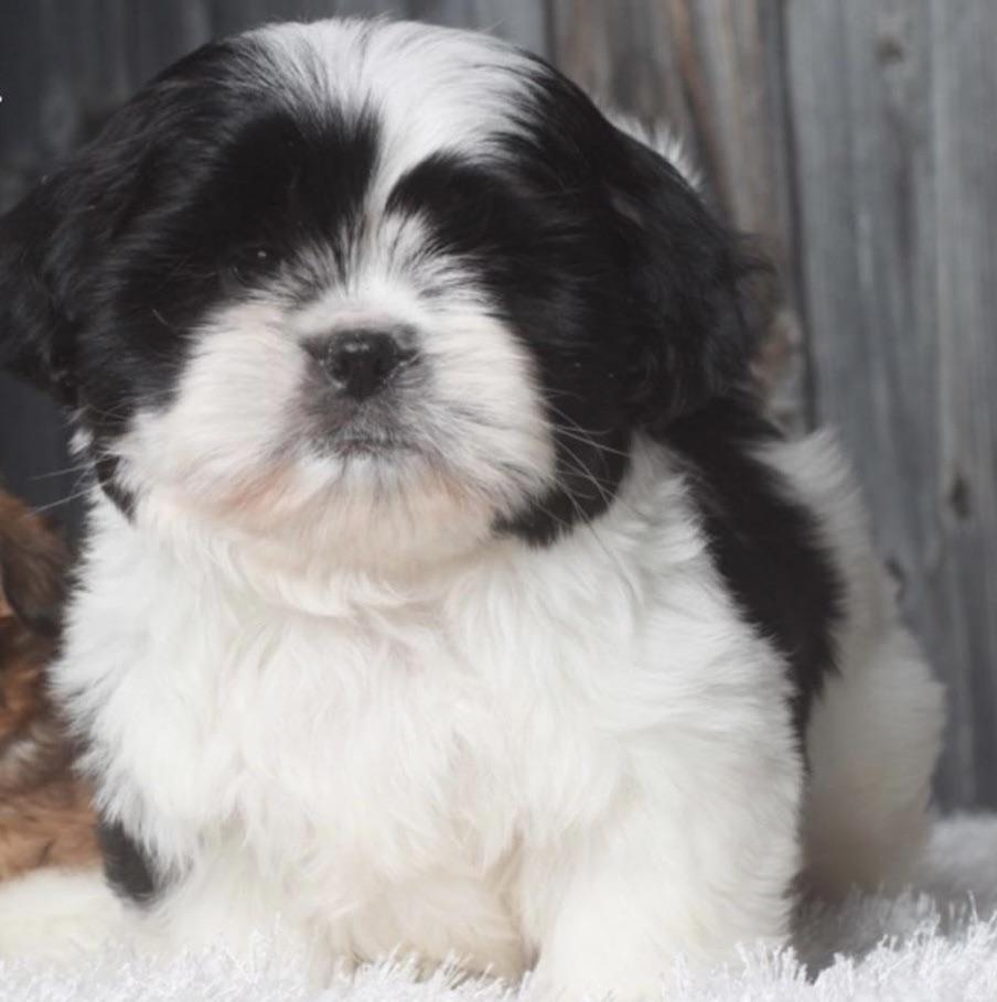 Black And White Shih Tzu Boy Names Shih Tzu Dog