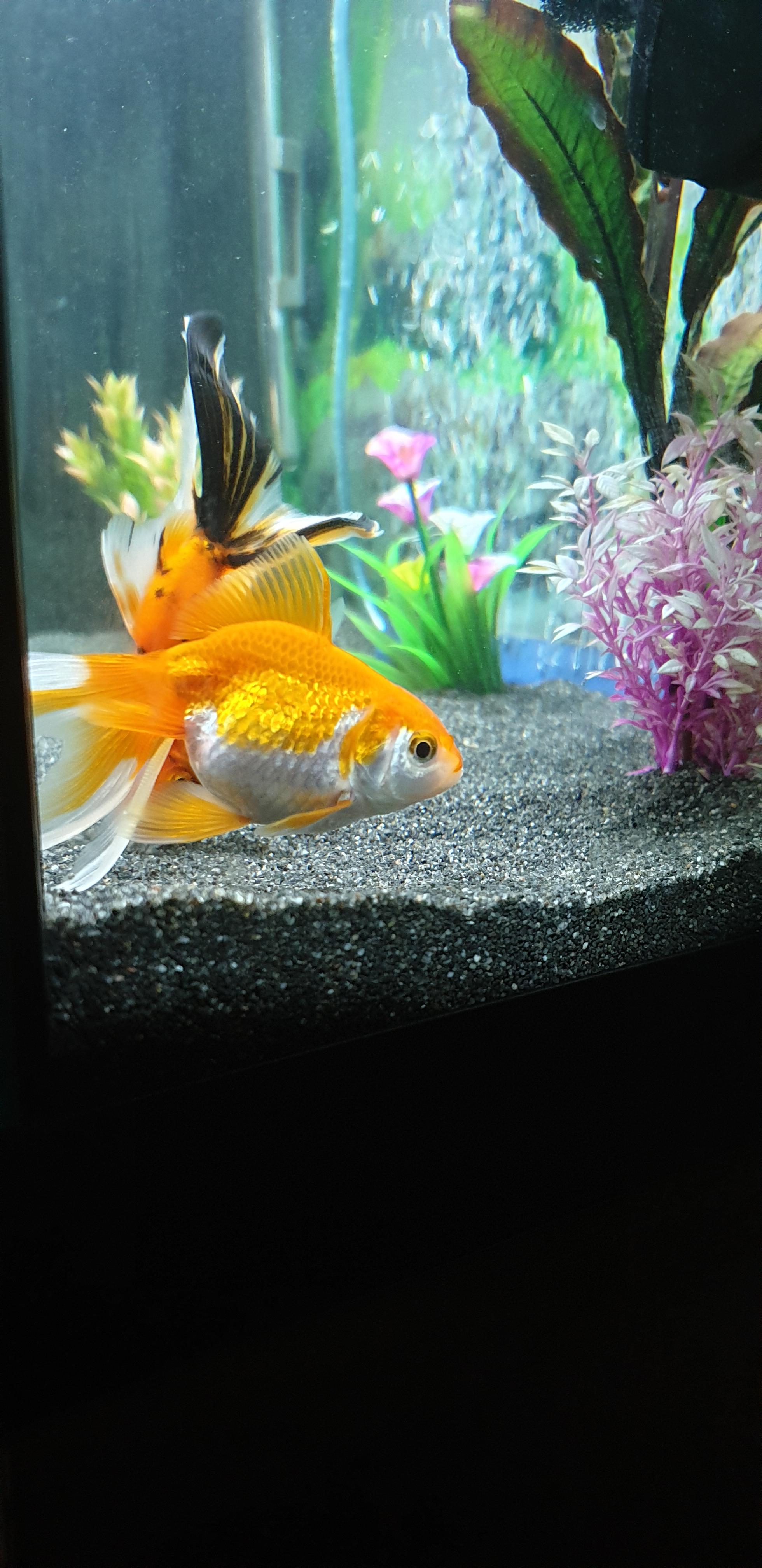 Lethargic Goldfish with white stringy poop Goldfish