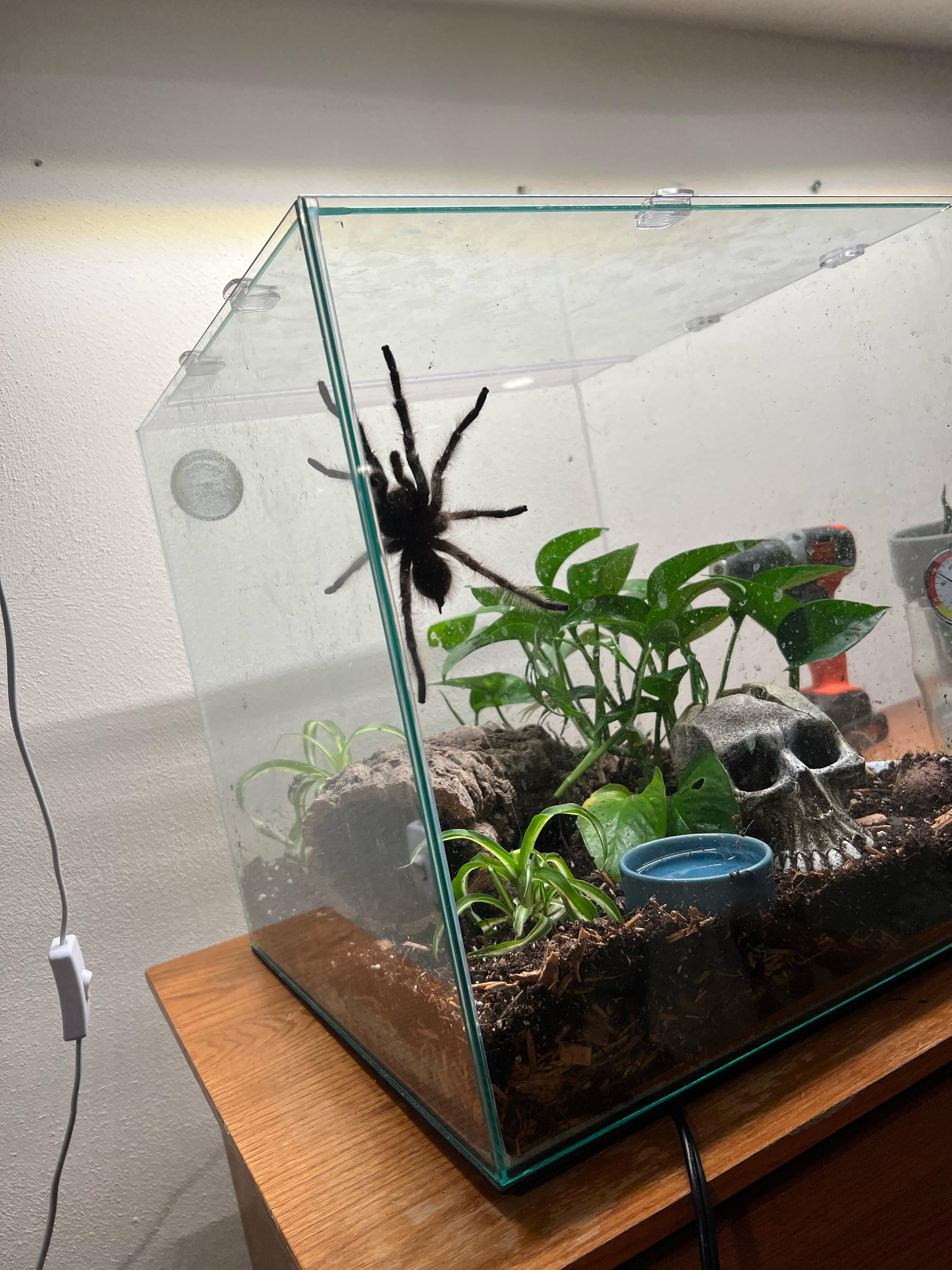 Does it look healthy? I’m just wondering if petco gave me a good spider