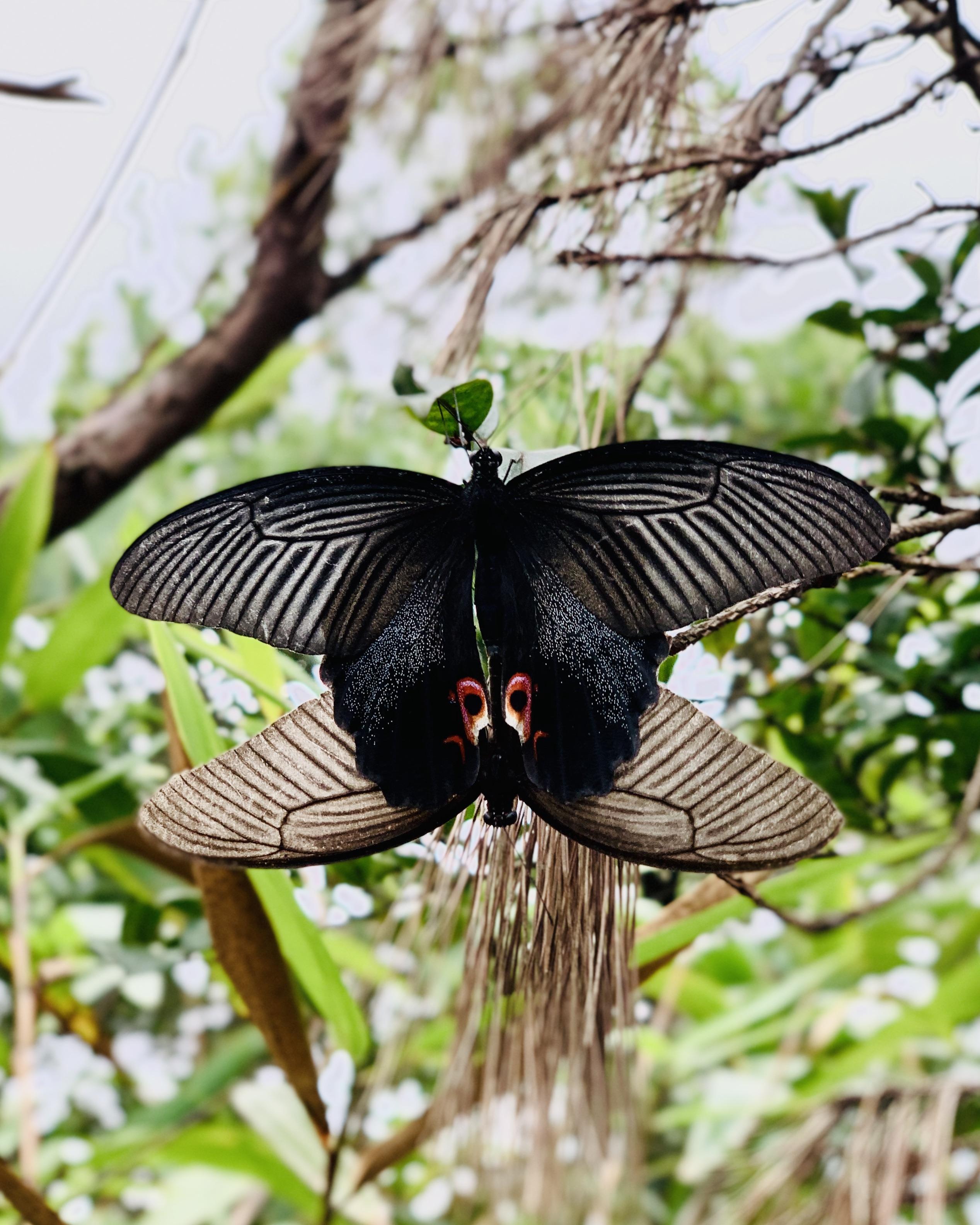 Two butterflies flying tied up together one carrying the other r/aww