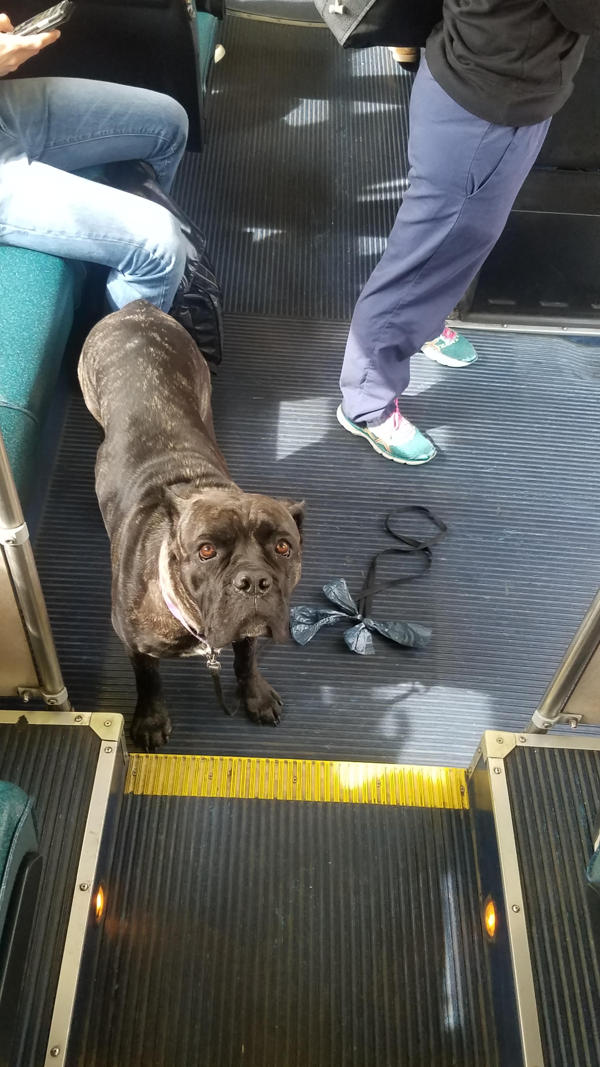 Do Buses Allow Dogs