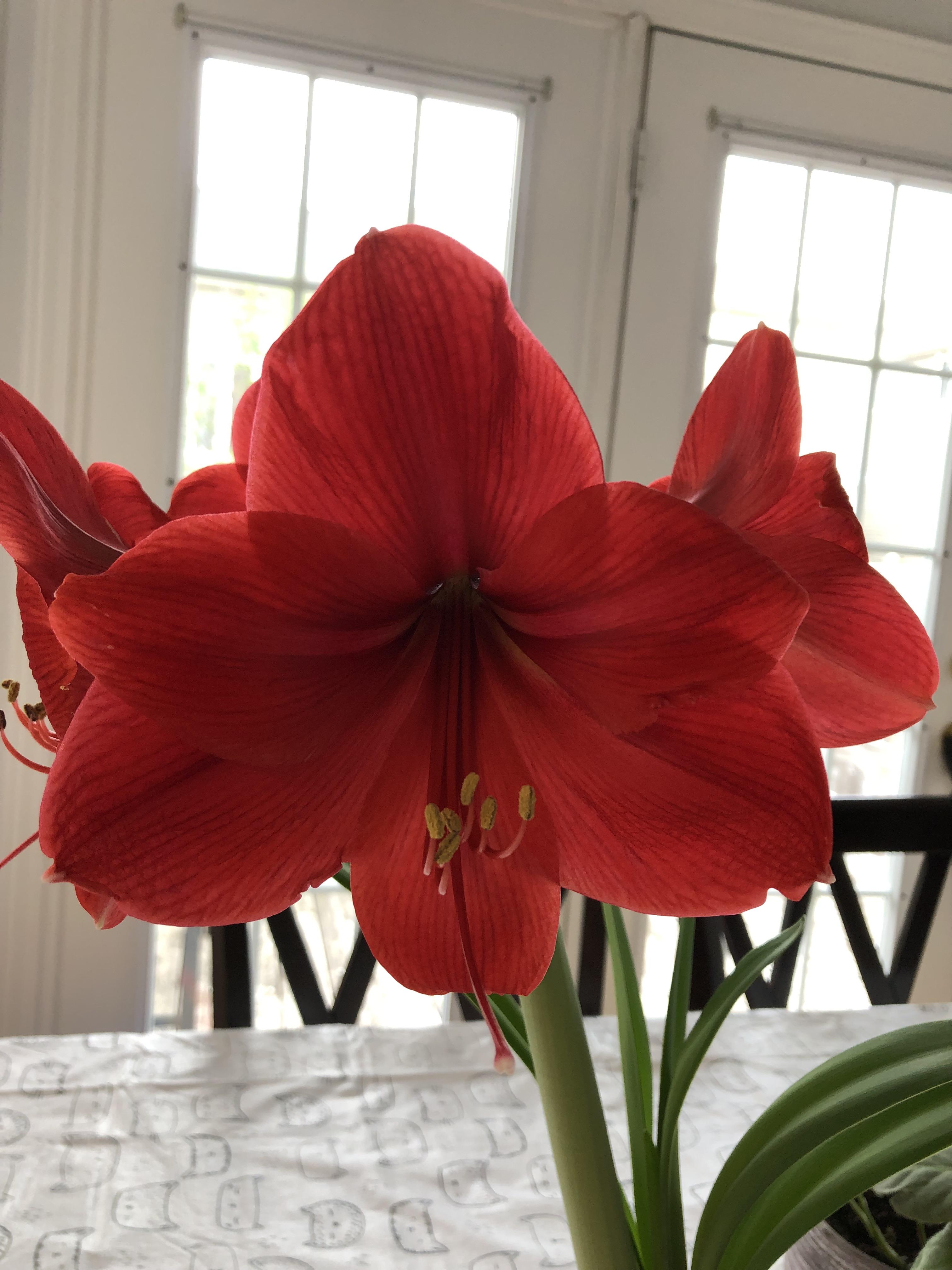 My Amaryllis Bloomed! r/houseplants