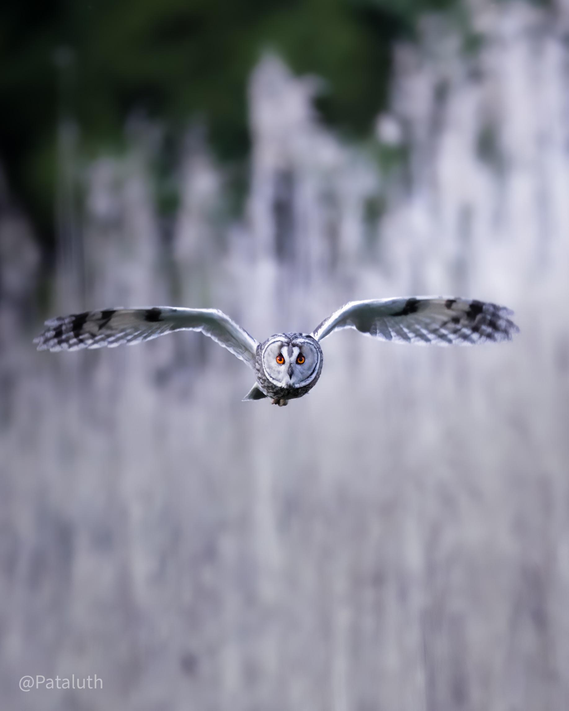 Longeared owl coming straight at me r/Owls