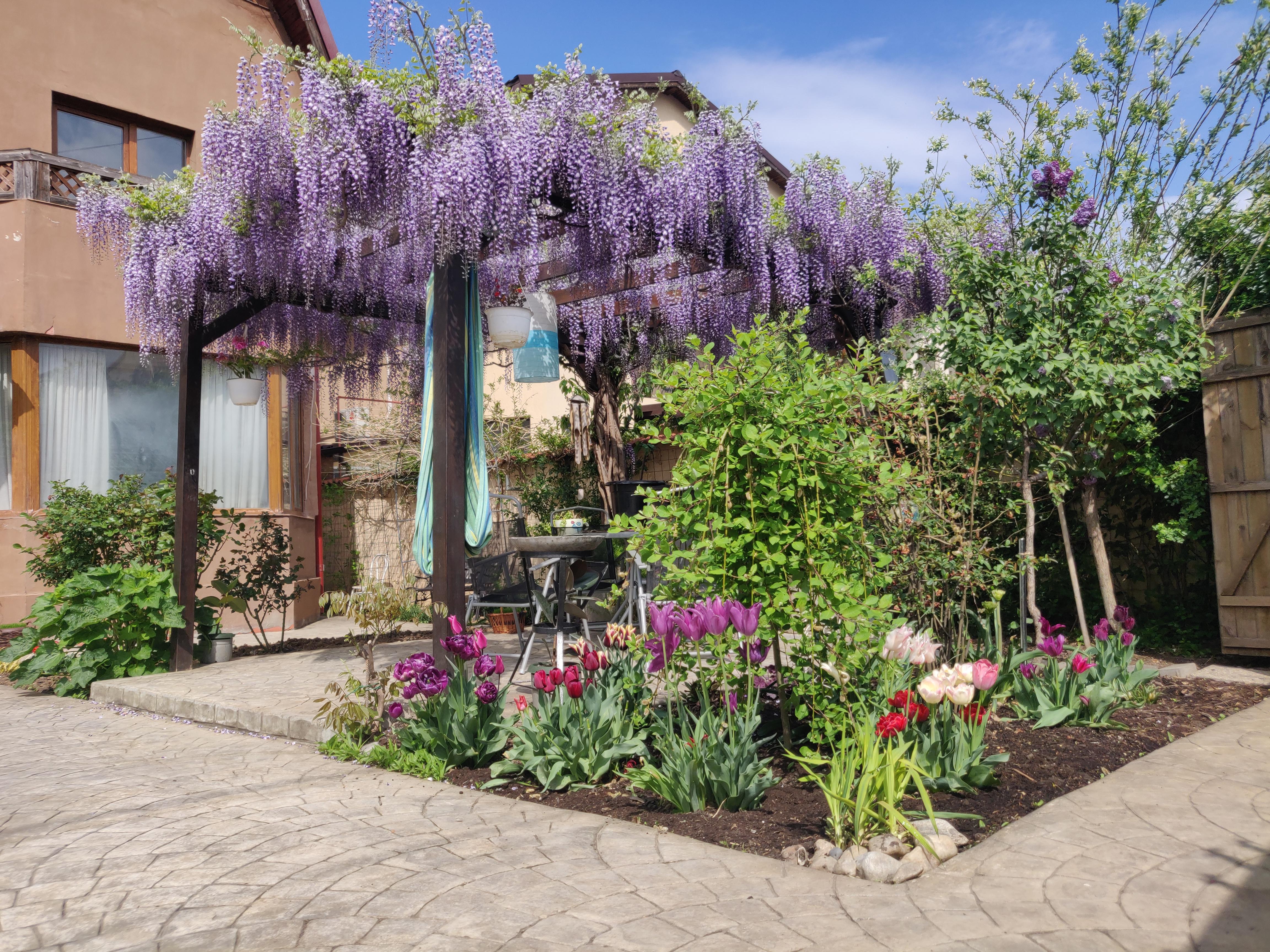 Wisteria in full bloom r/gardening
