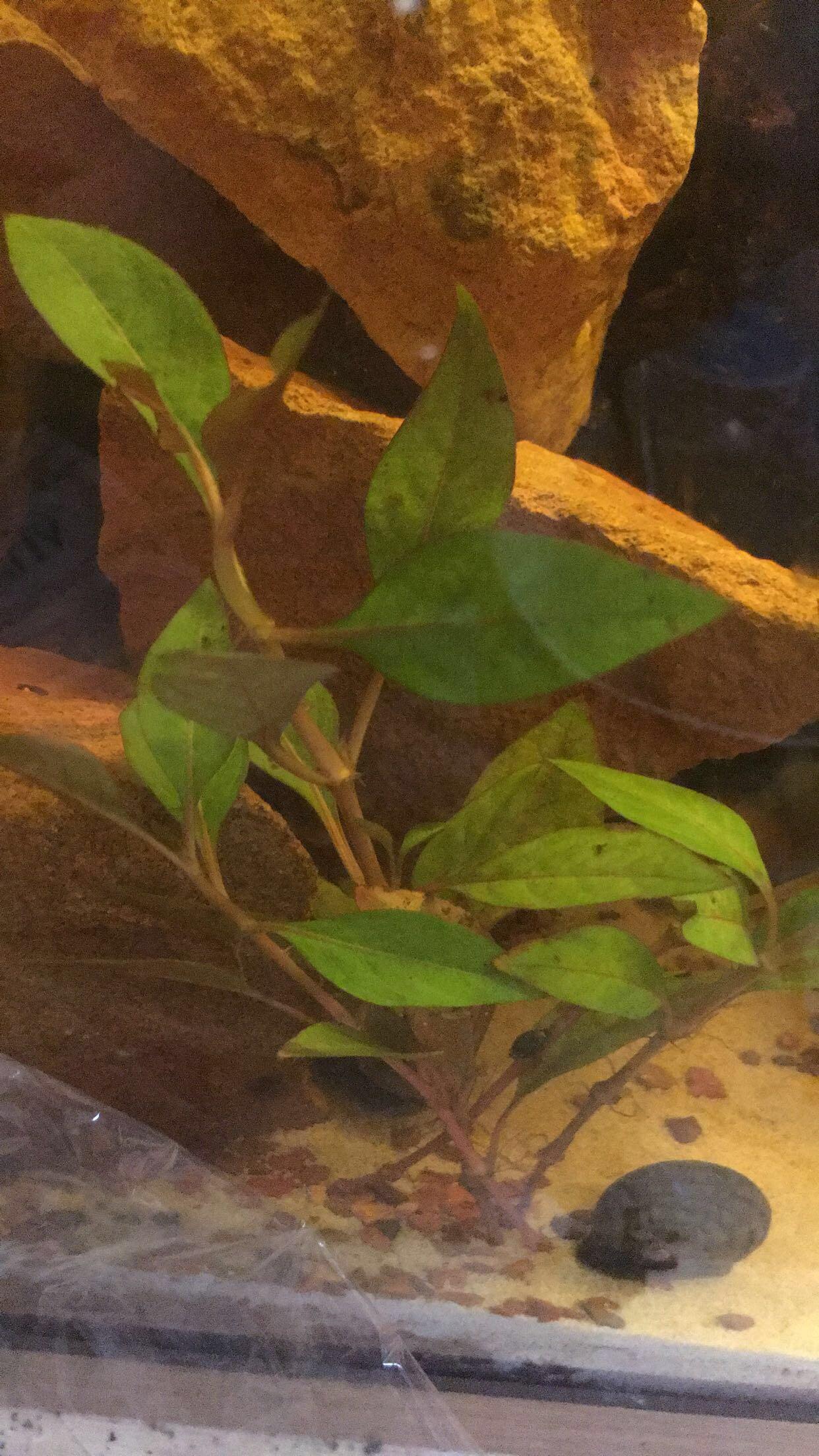 Plant ID please? Bought at Petco in "assorted stem plants" r/PlantedTank