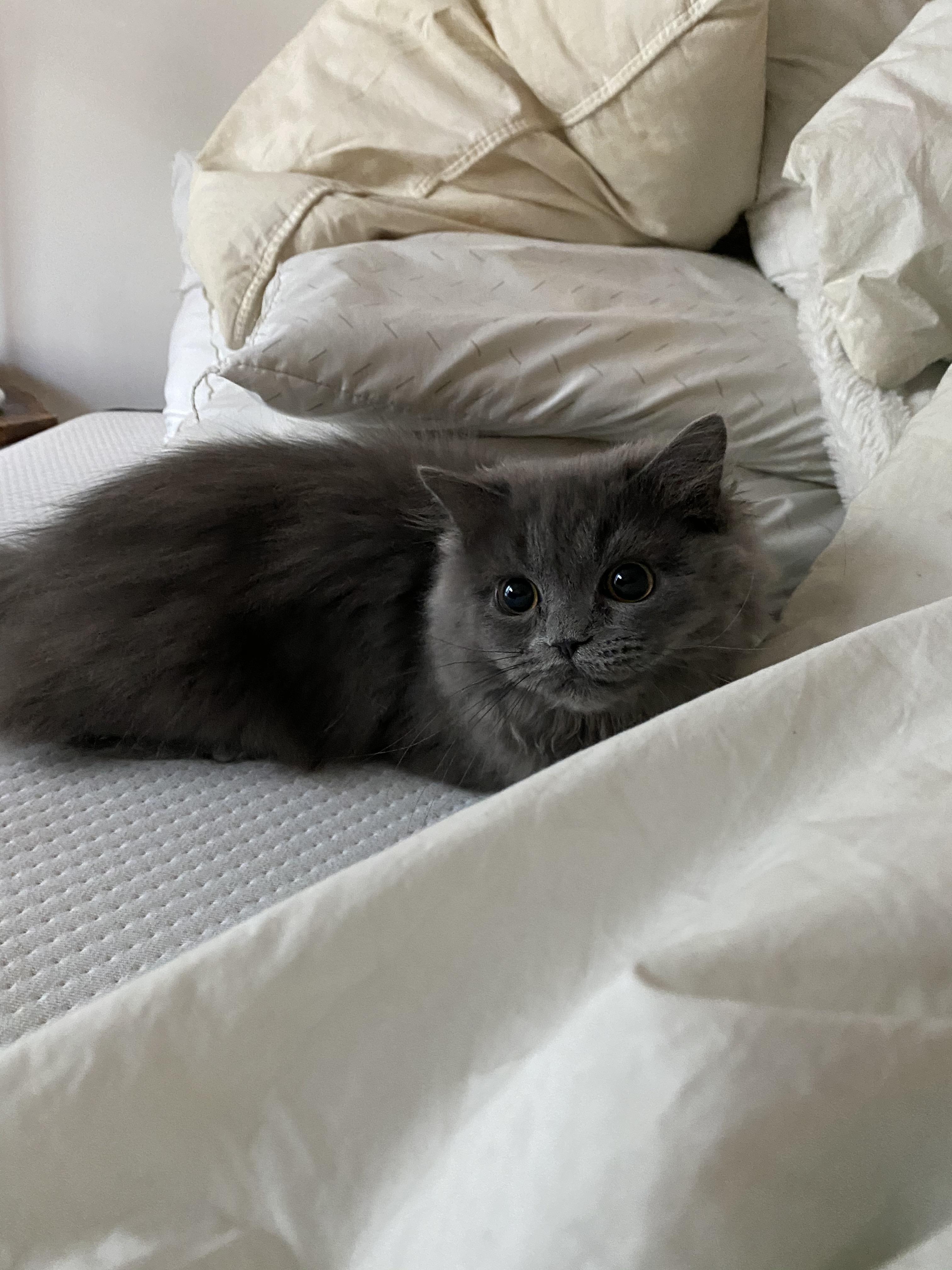 How much should it cost to neuter a kitty? My vet told 895 including