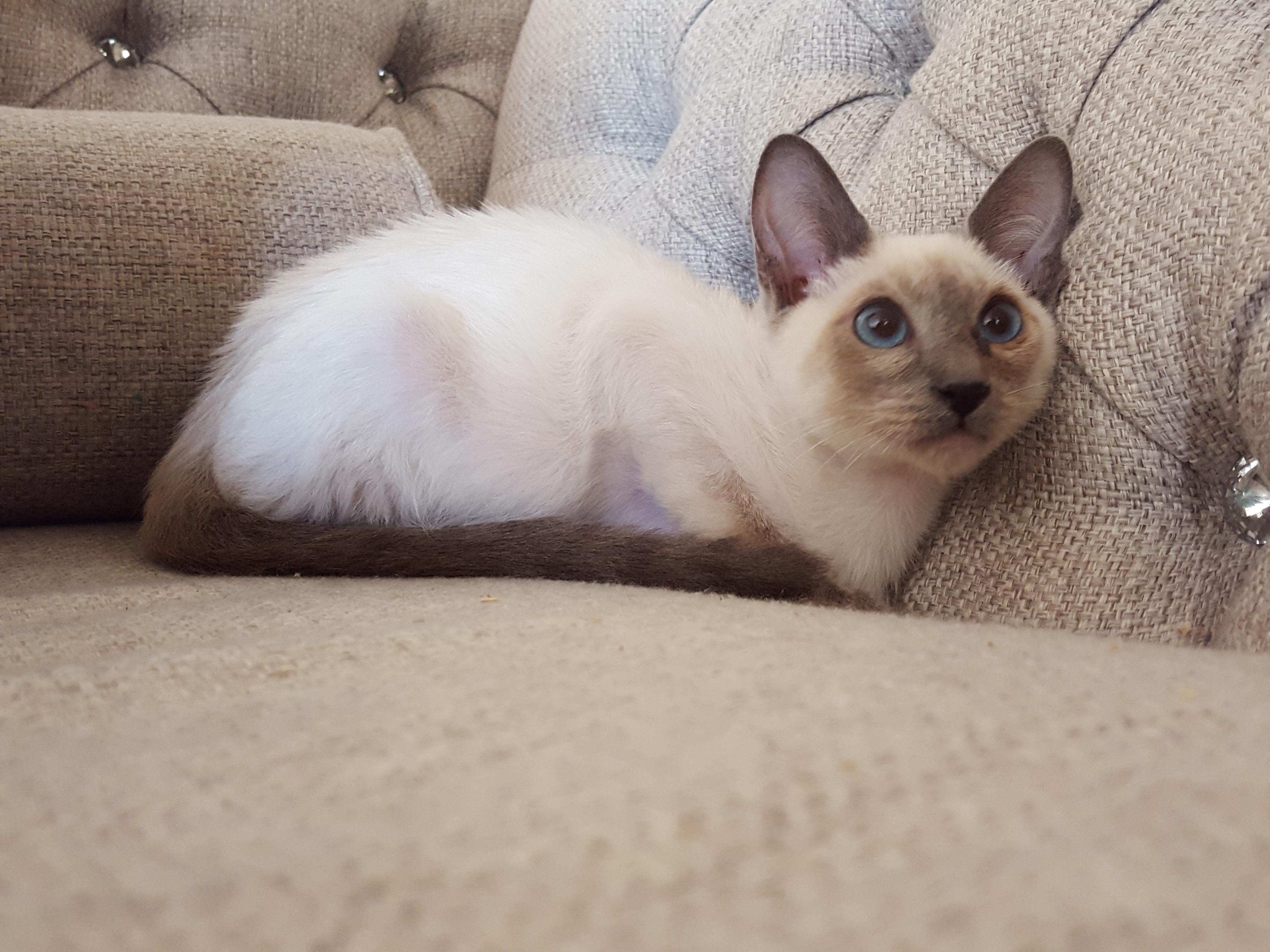 Is my cat undersized? ;( 3.74 lbs at 7 months old. kittens