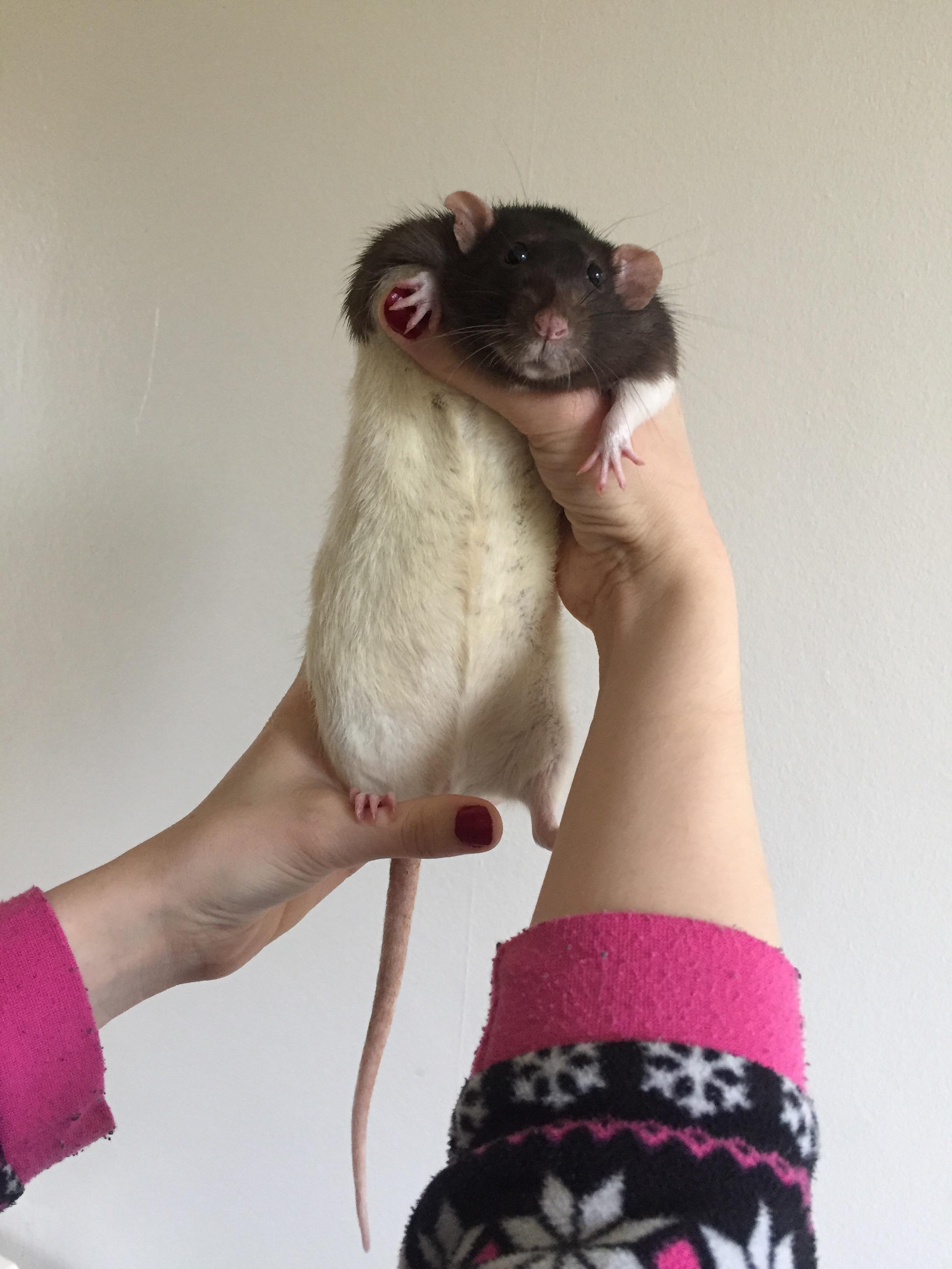My chunky boy Ollie r/RATS
