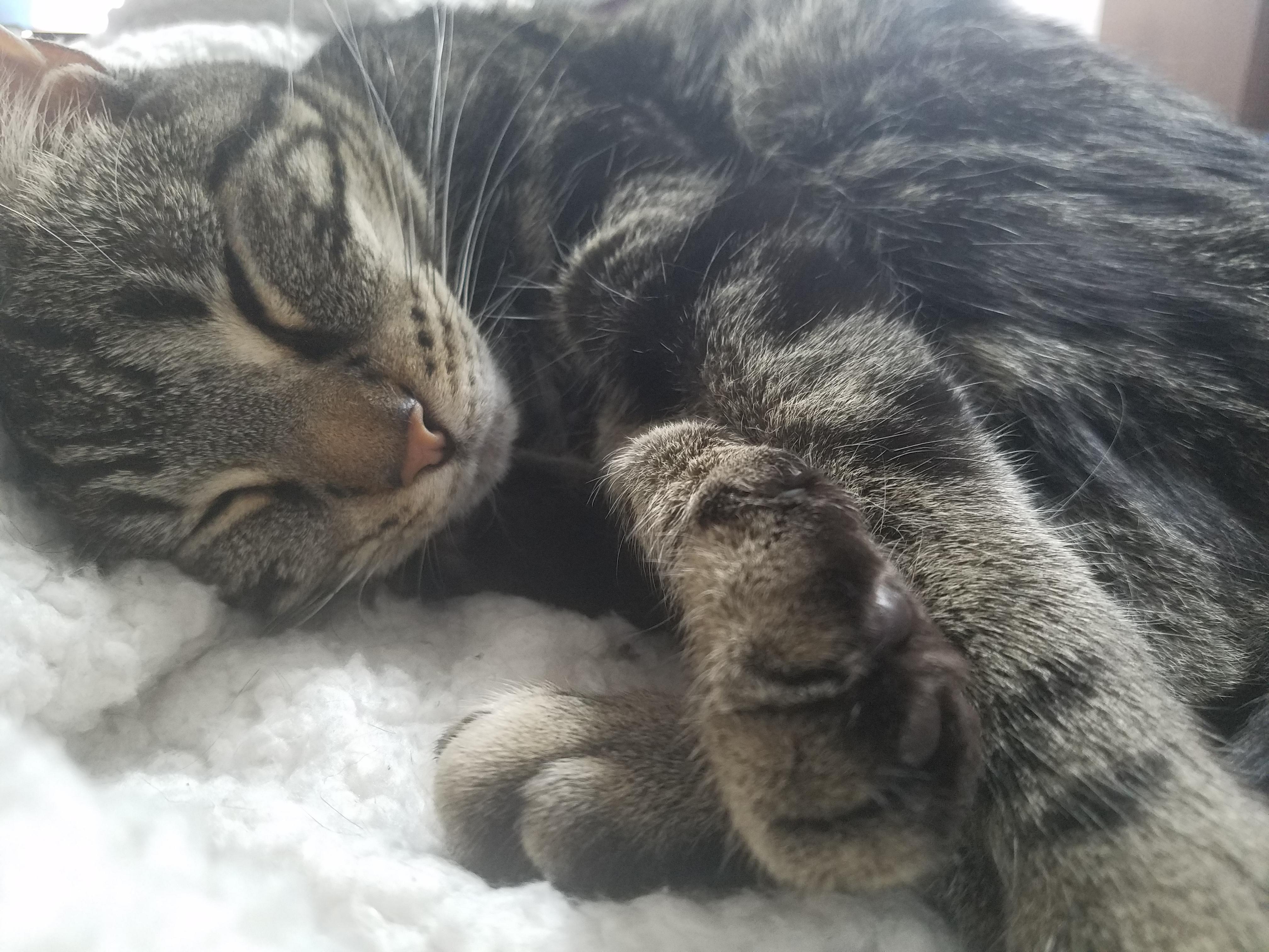 Is it bad that I have three cats and she is my favorite... r/catpictures