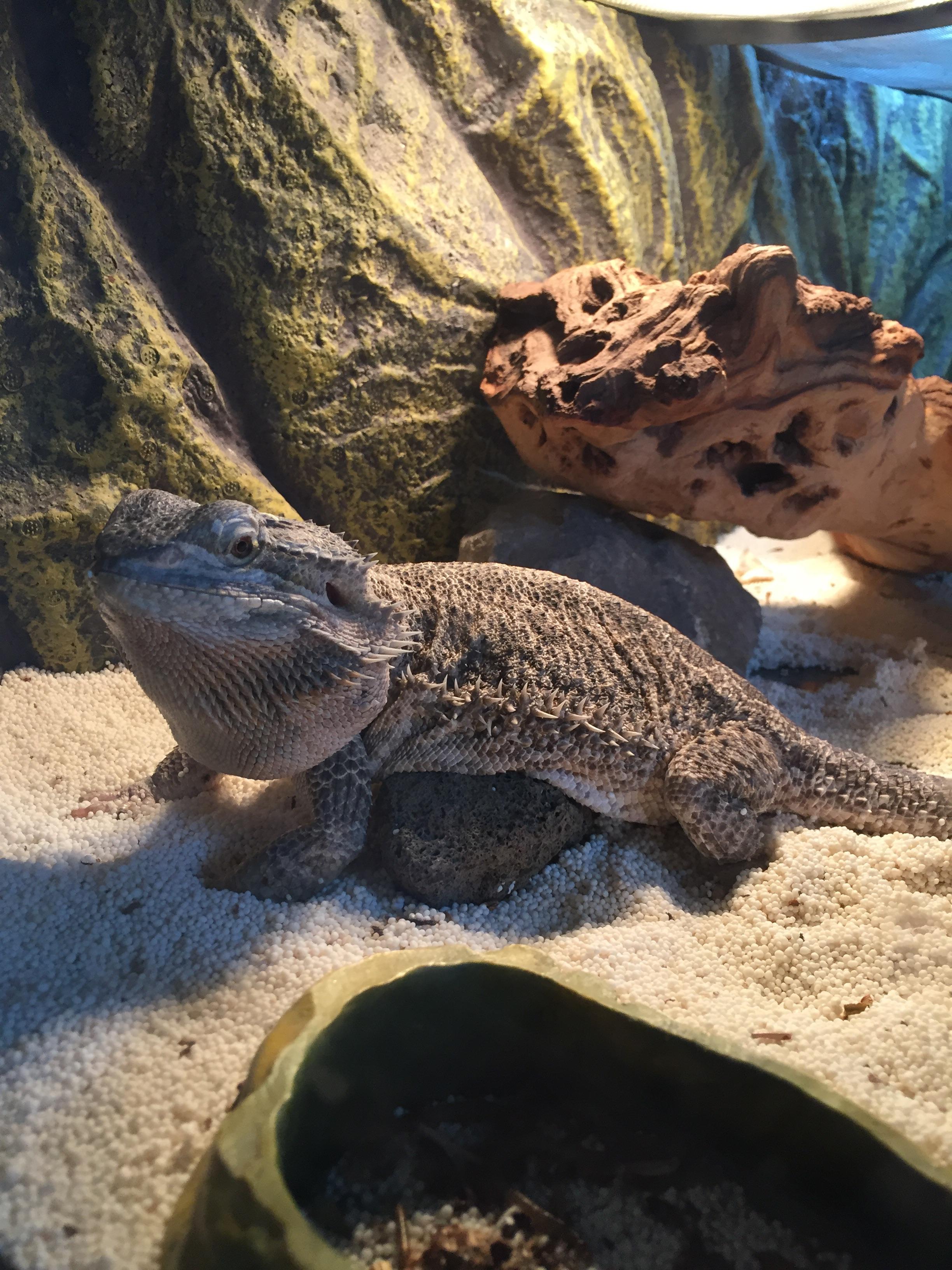 He was trying to scratch his loose skin, so I gave him this.