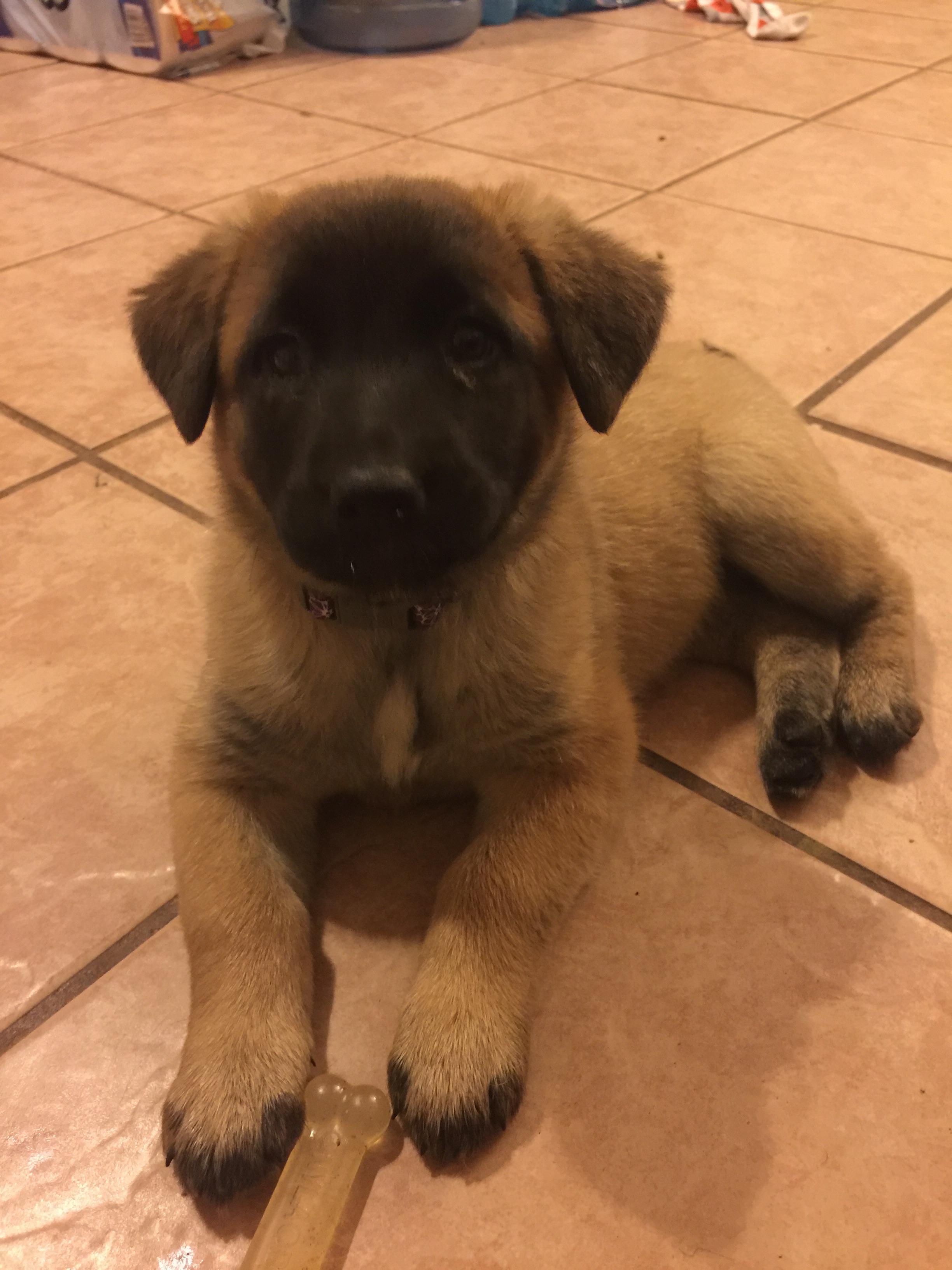 My new German Shepherd and Lab mix, 6 weeks old, meet Maggie r/rarepuppers