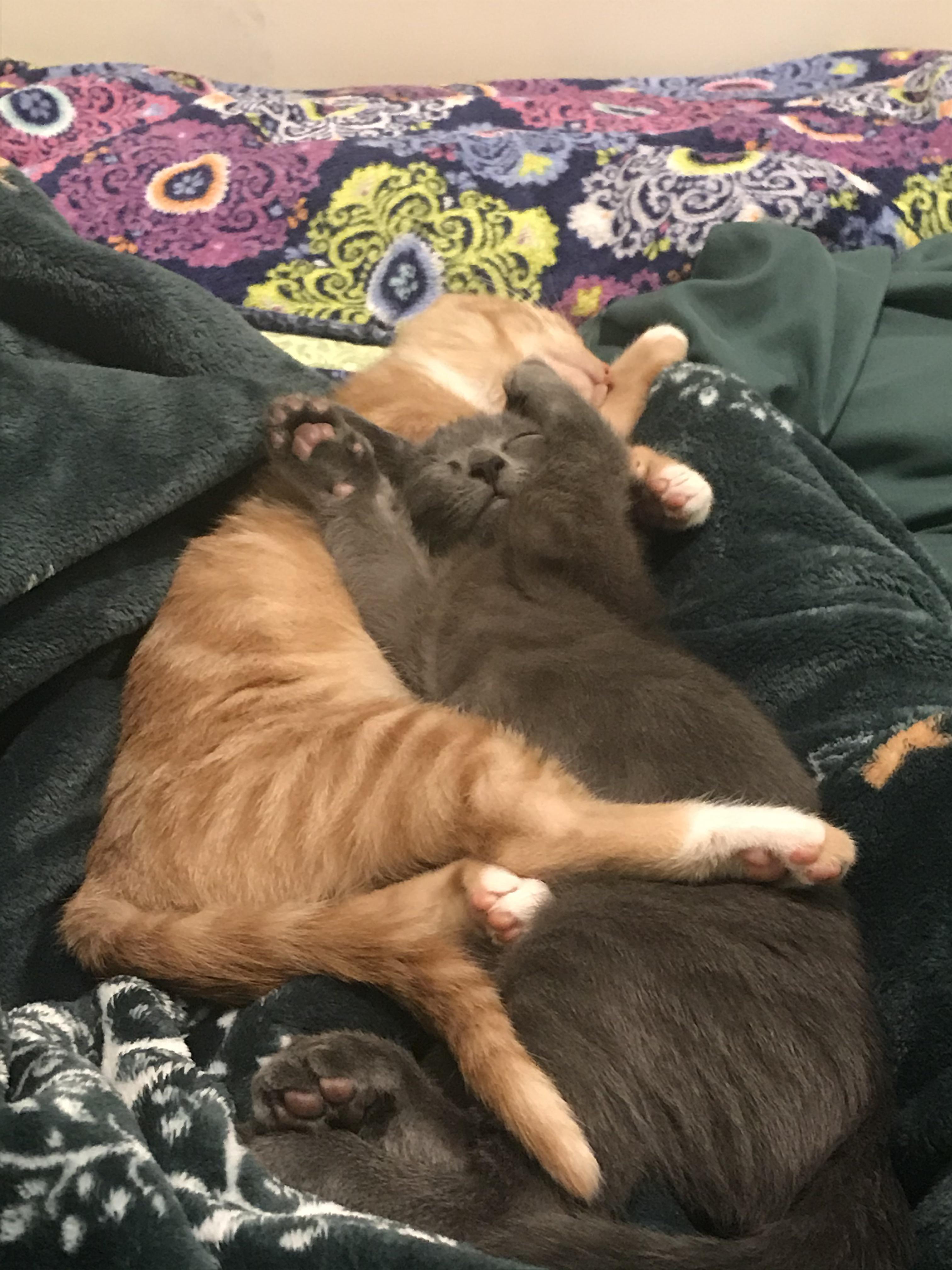 We adopted a bonded pair of kittens from a rescue two days ago. Three