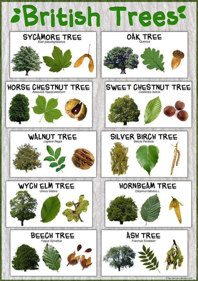 UK Tree guide. (Found on Facebook) r/coolguides