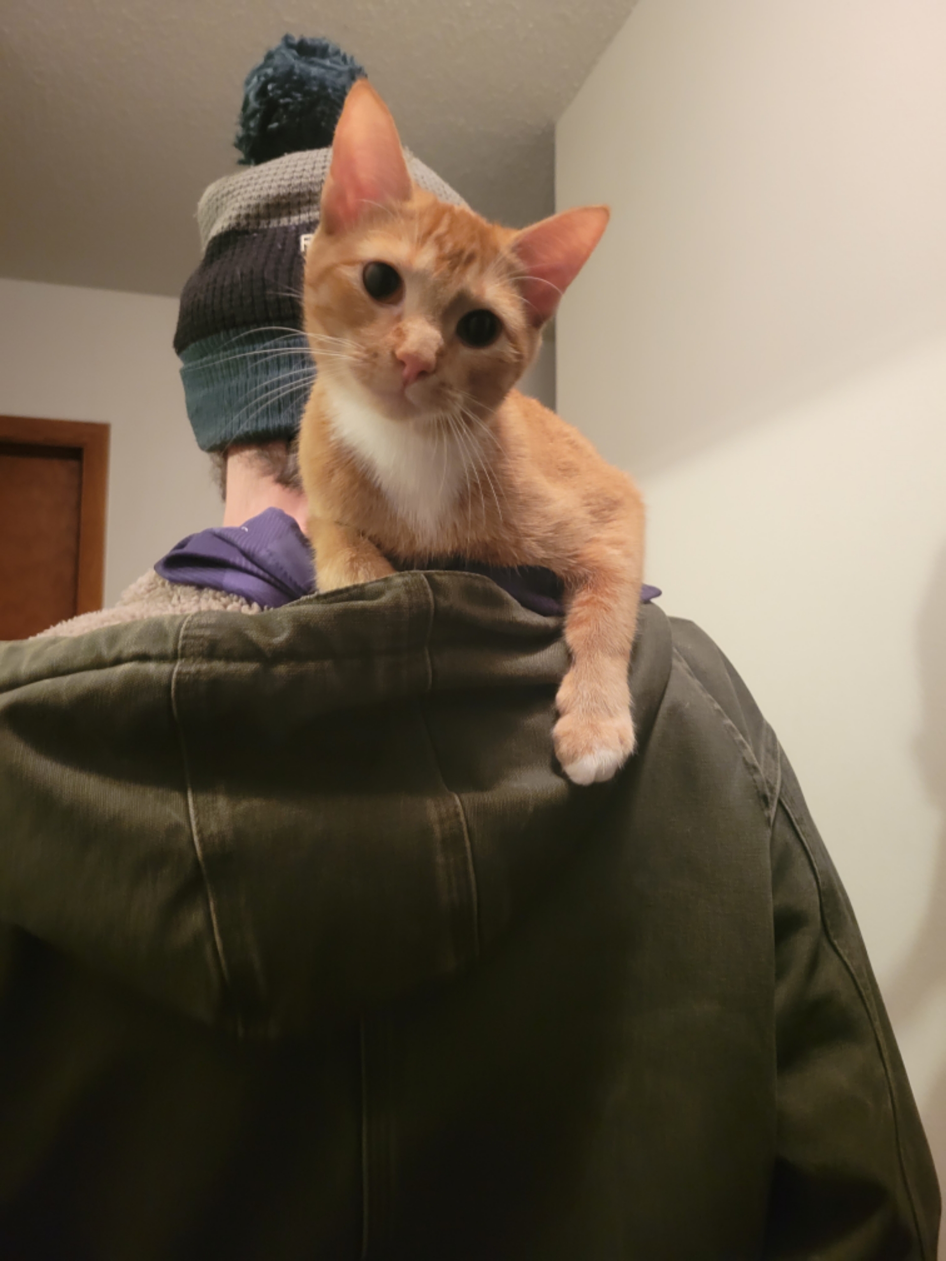 Carhartt is the perfect jacket for shoulder cats r/shouldercats