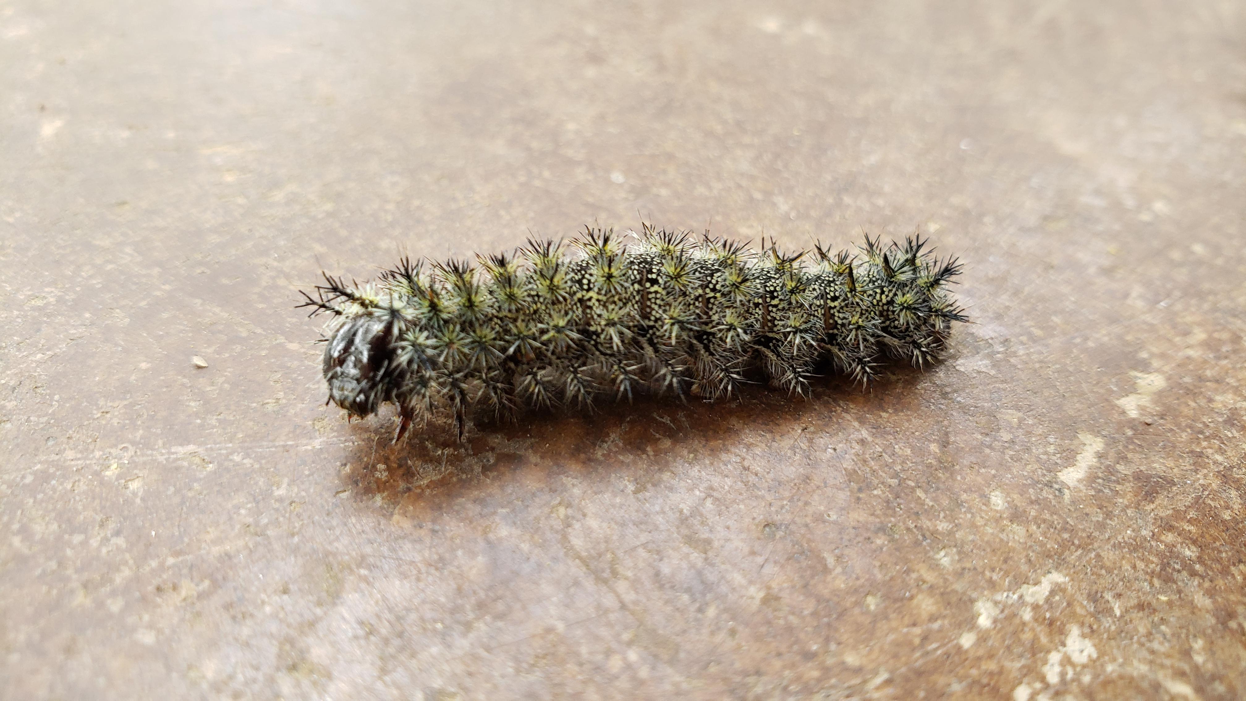 Stinging Buck Month Caterpillars r/Austin