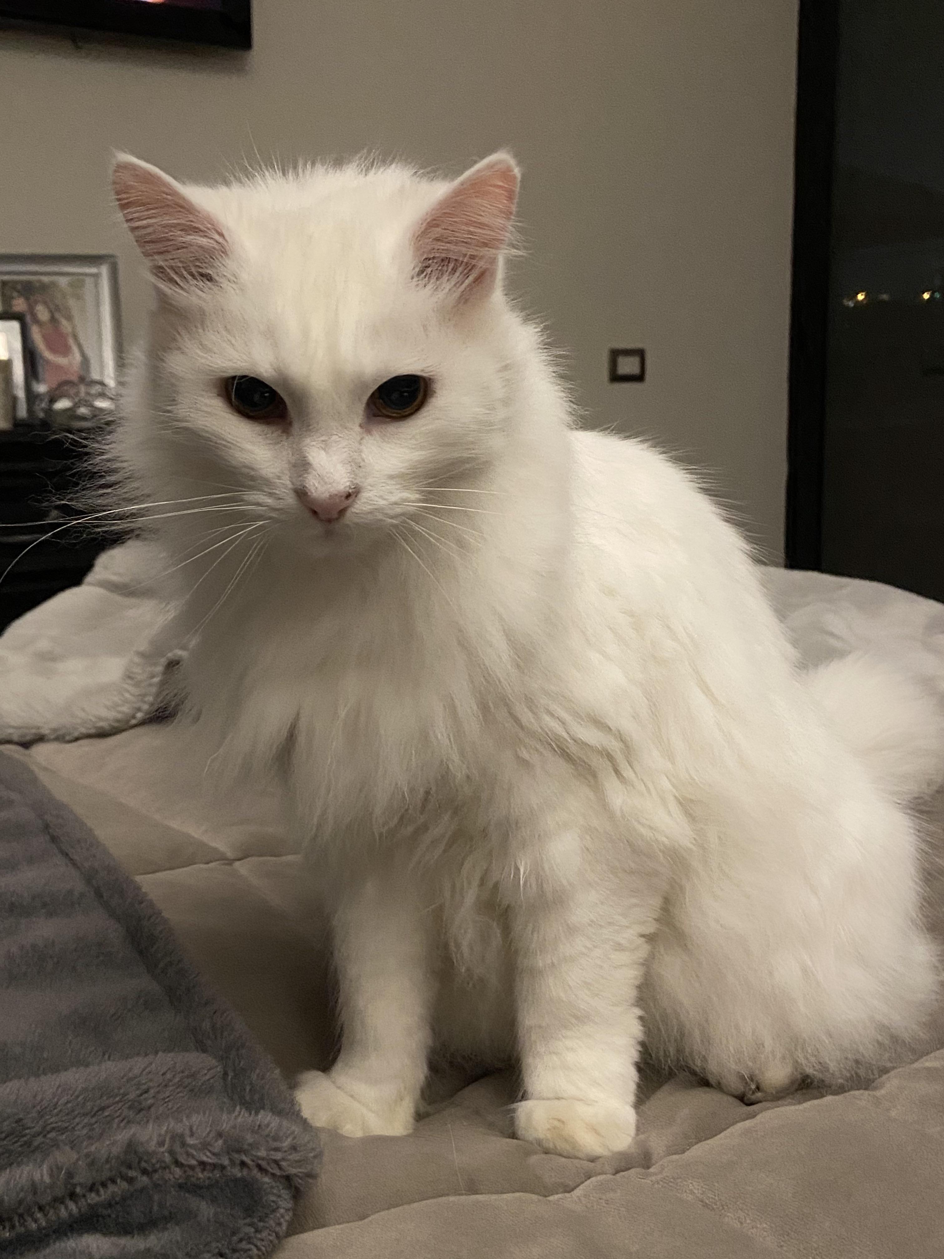 Today, my beautiful girl went to cat heaven. RIP, little queen. r/cats