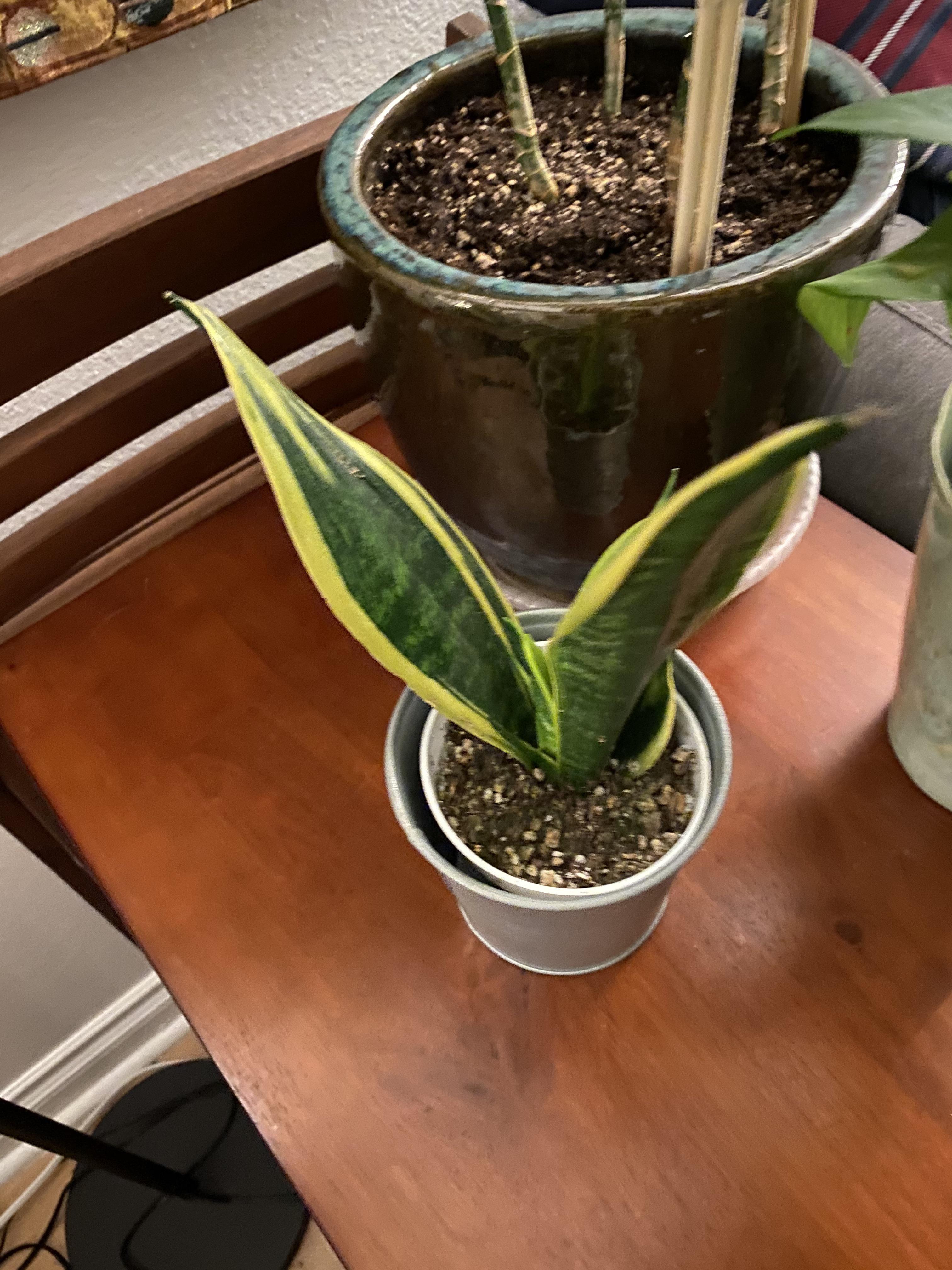 I bought a small snake plant... how do I know if she’s healthy? How