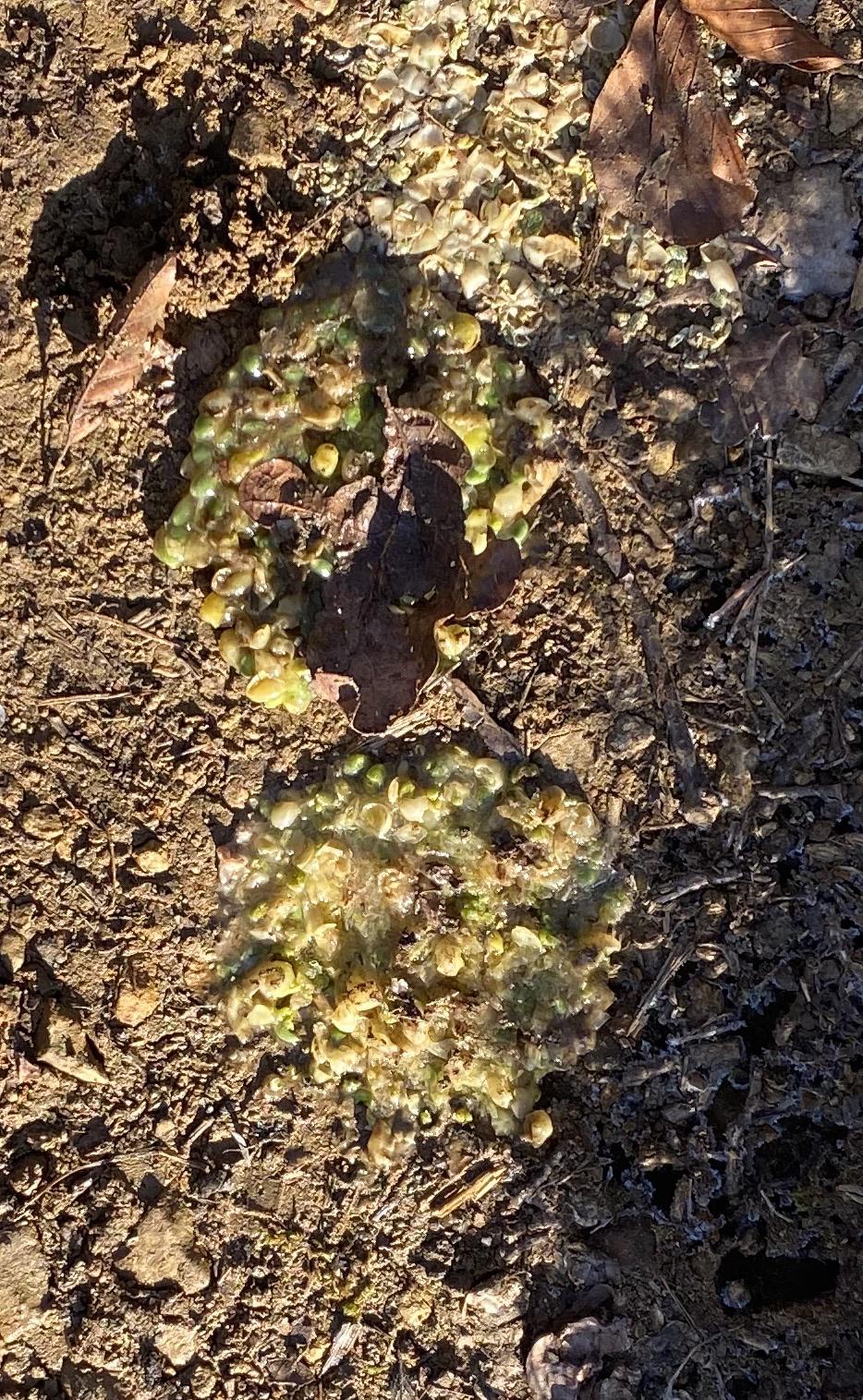 Looks like green vomit Spotted this in Bavaria when hiking. This is