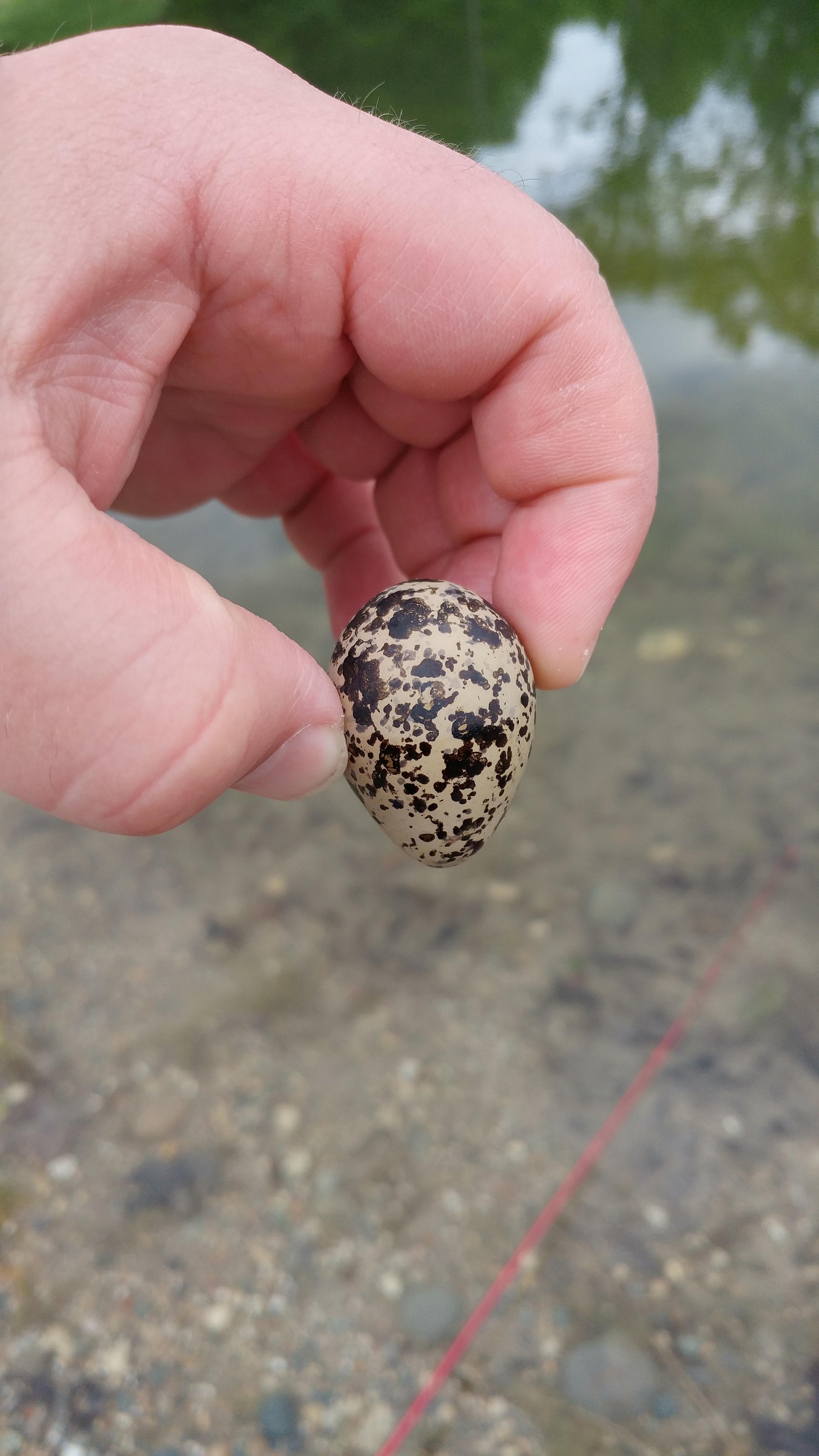 What's in this egg? Found half buried in gravel on the waters edge in