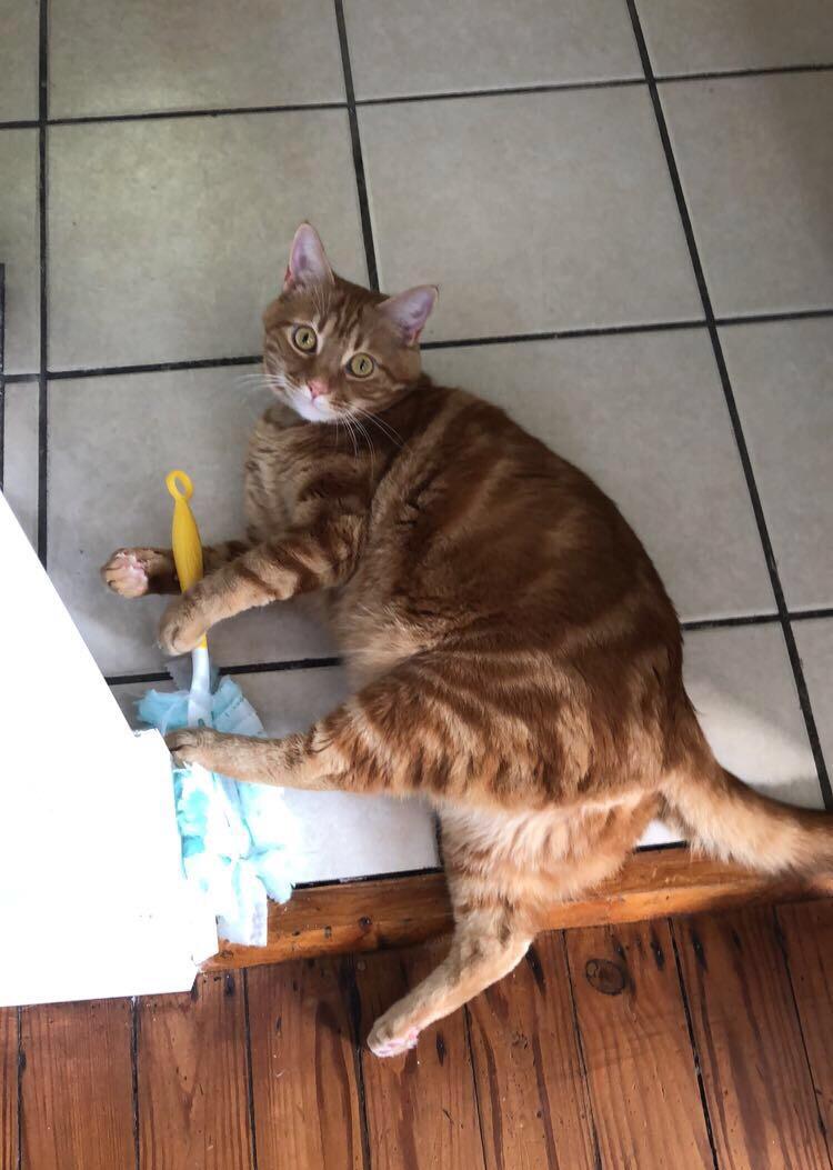 Just doing some light housekeeping today while my hooman is gone cats