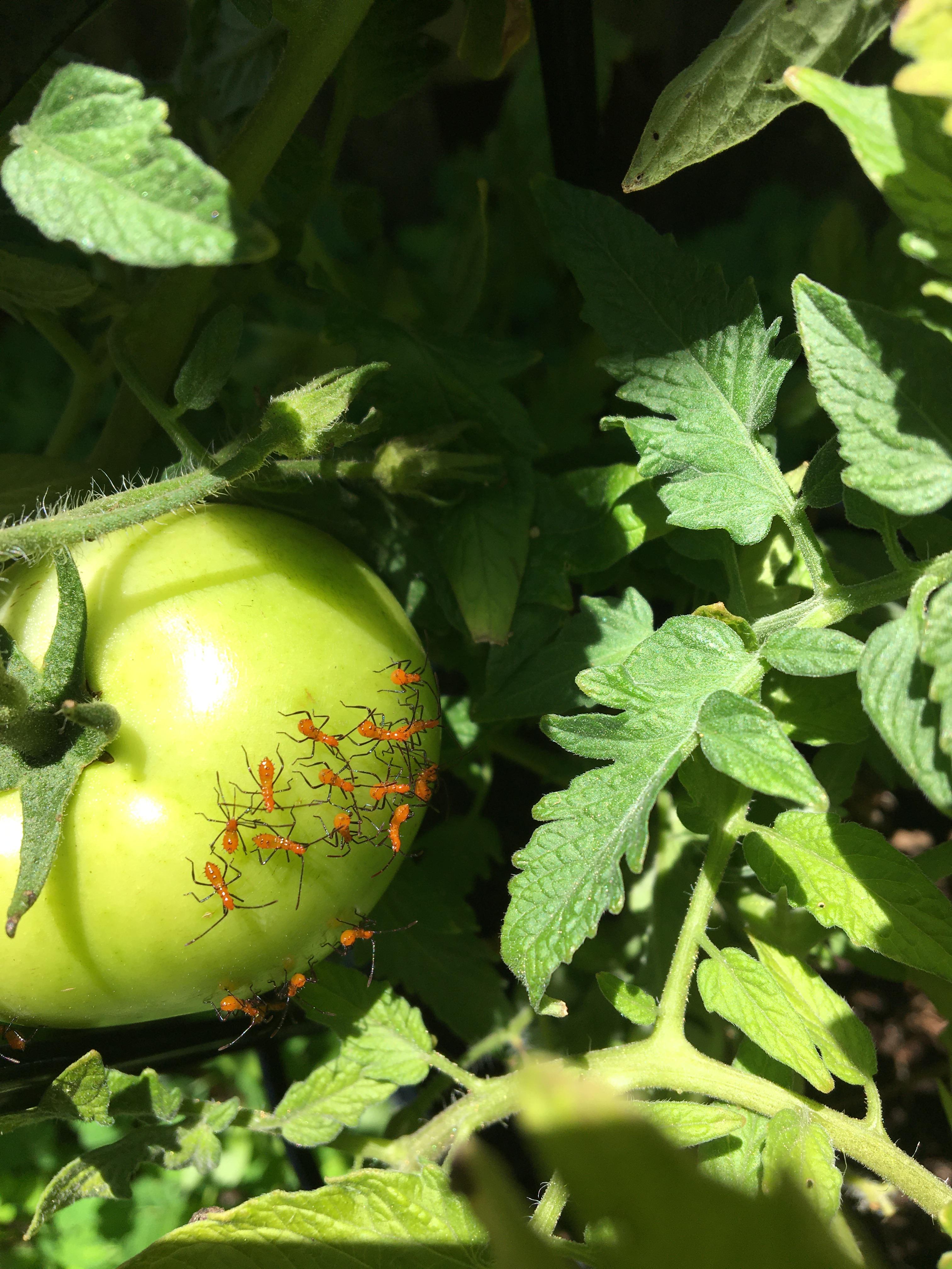 These leaf footed bugs have shown up in my garden on my tomatoes, will
