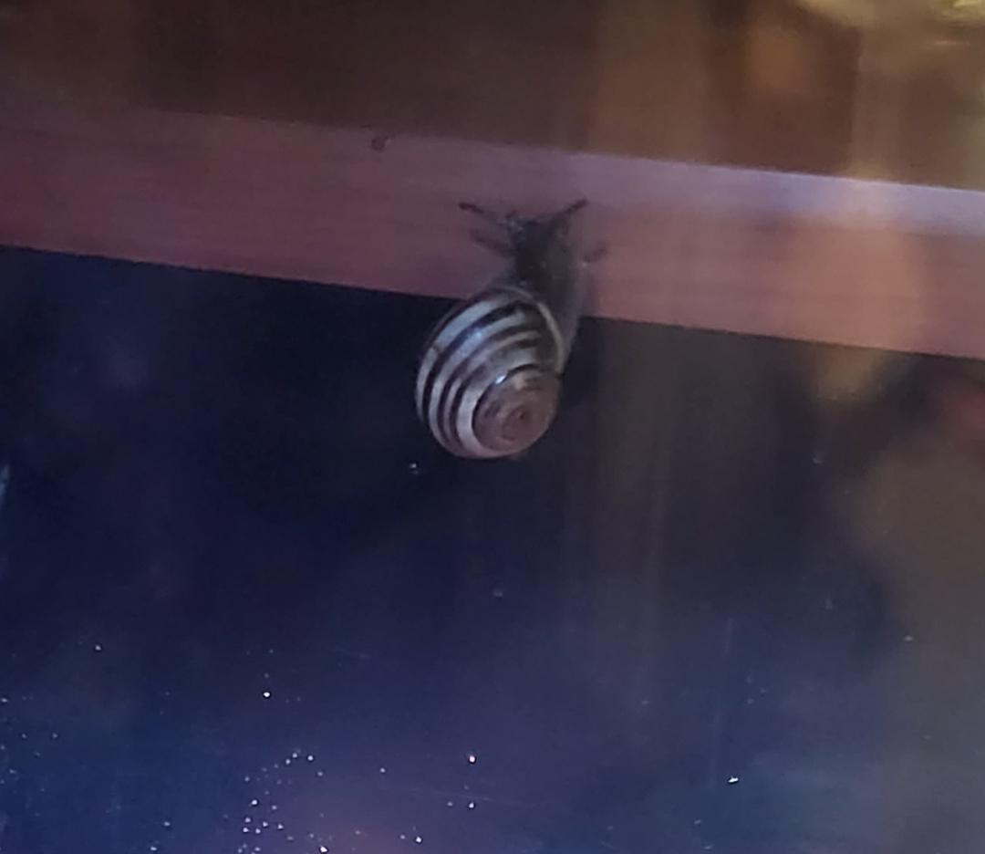 found this snail at work today, is it a grove snail? I'm in new york