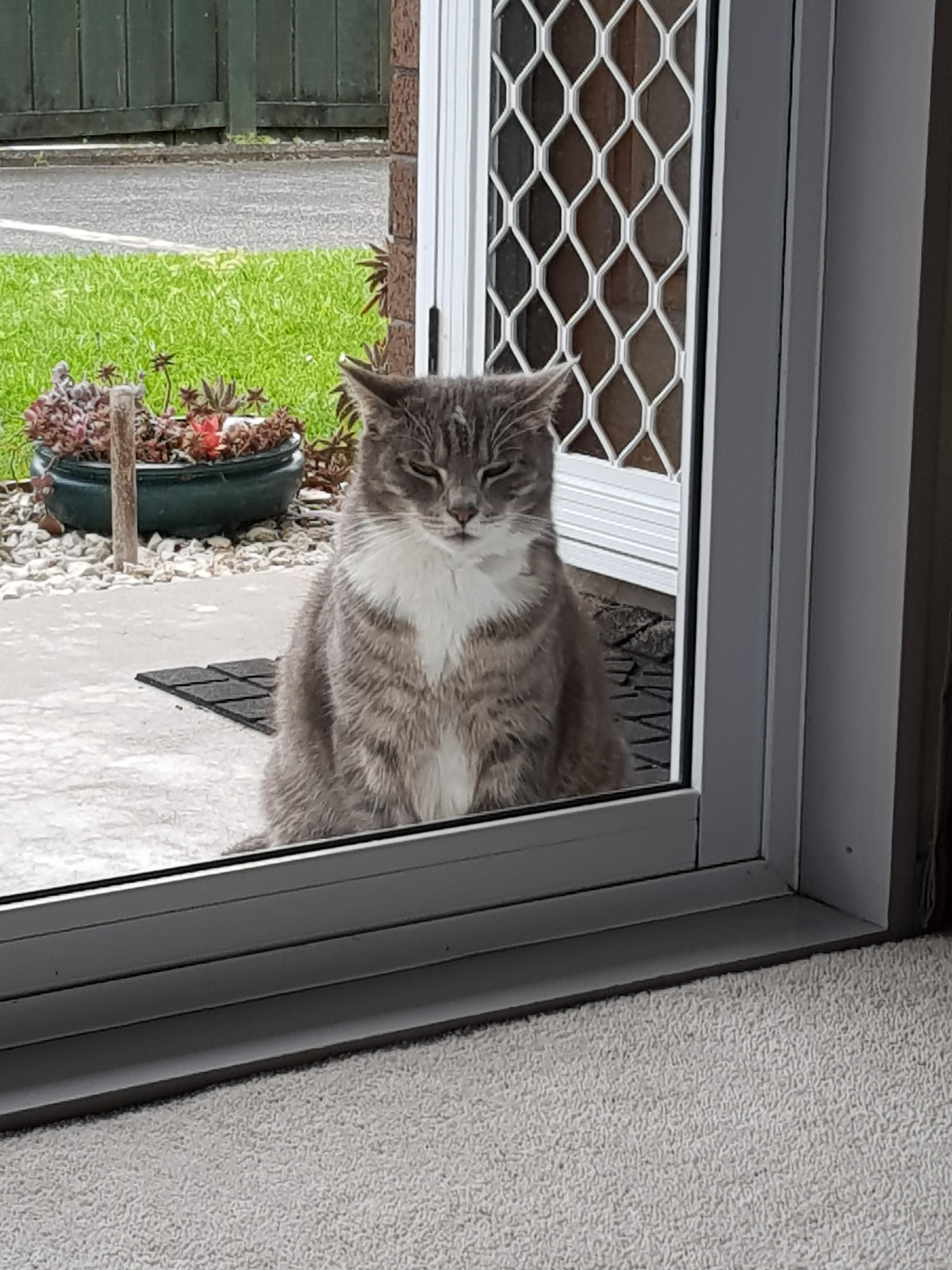 My neighbour's cat likes to sit outside my house and glare at me. He
